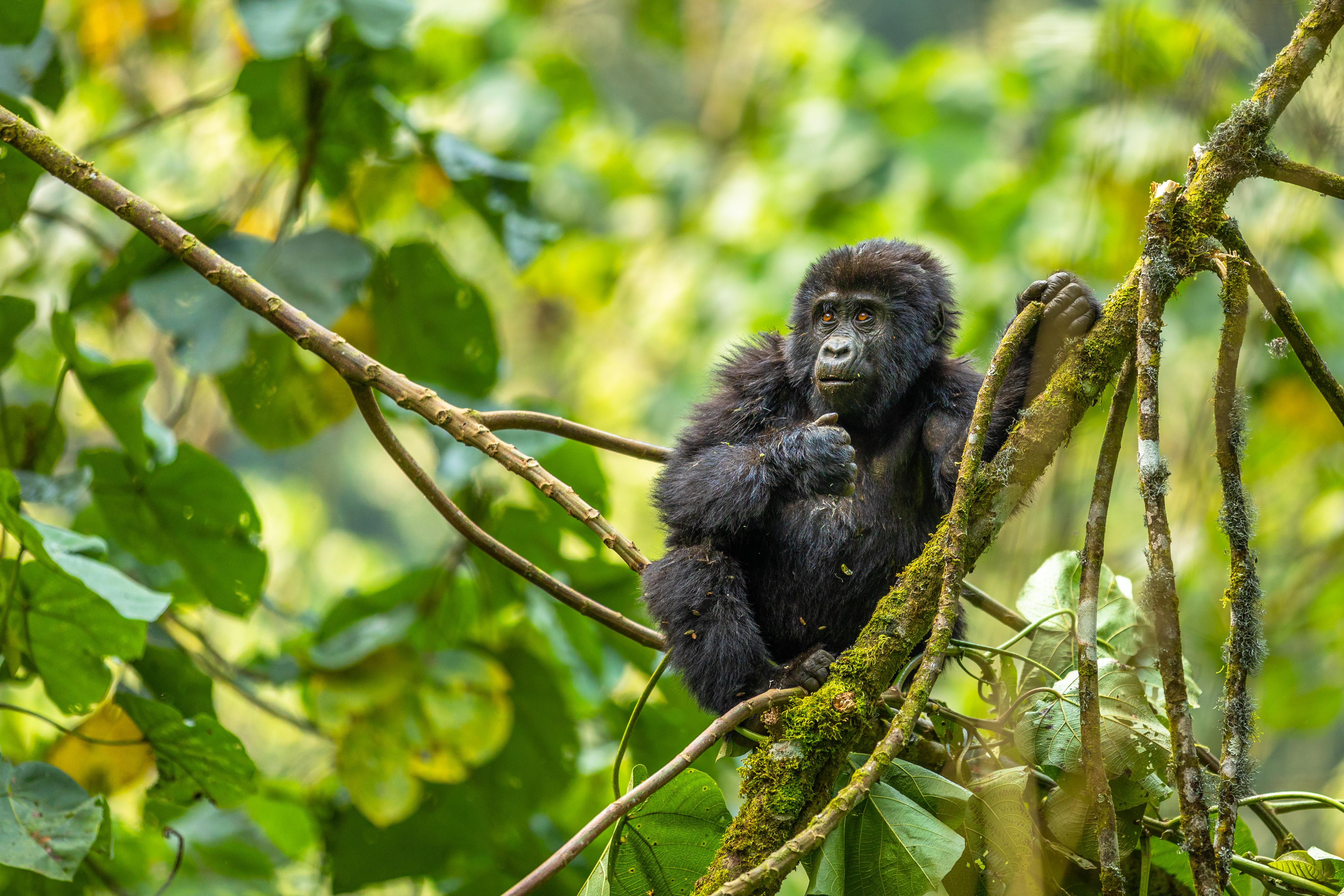 A gorilla clings to tree branches in dense rainforest foliage, framed by sunlit leaves and tangled vines.