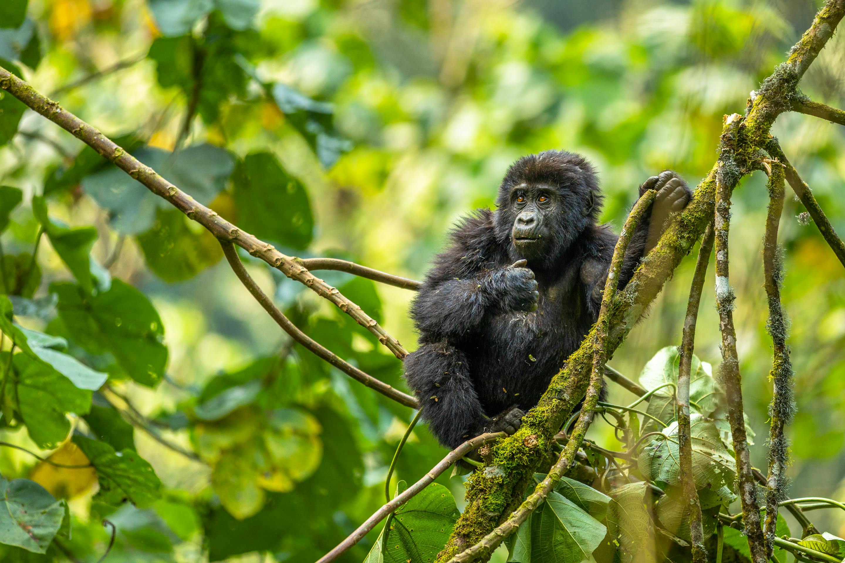 A gorilla clings to tree branches in dense rainforest foliage, framed by sunlit leaves and tangled vines.