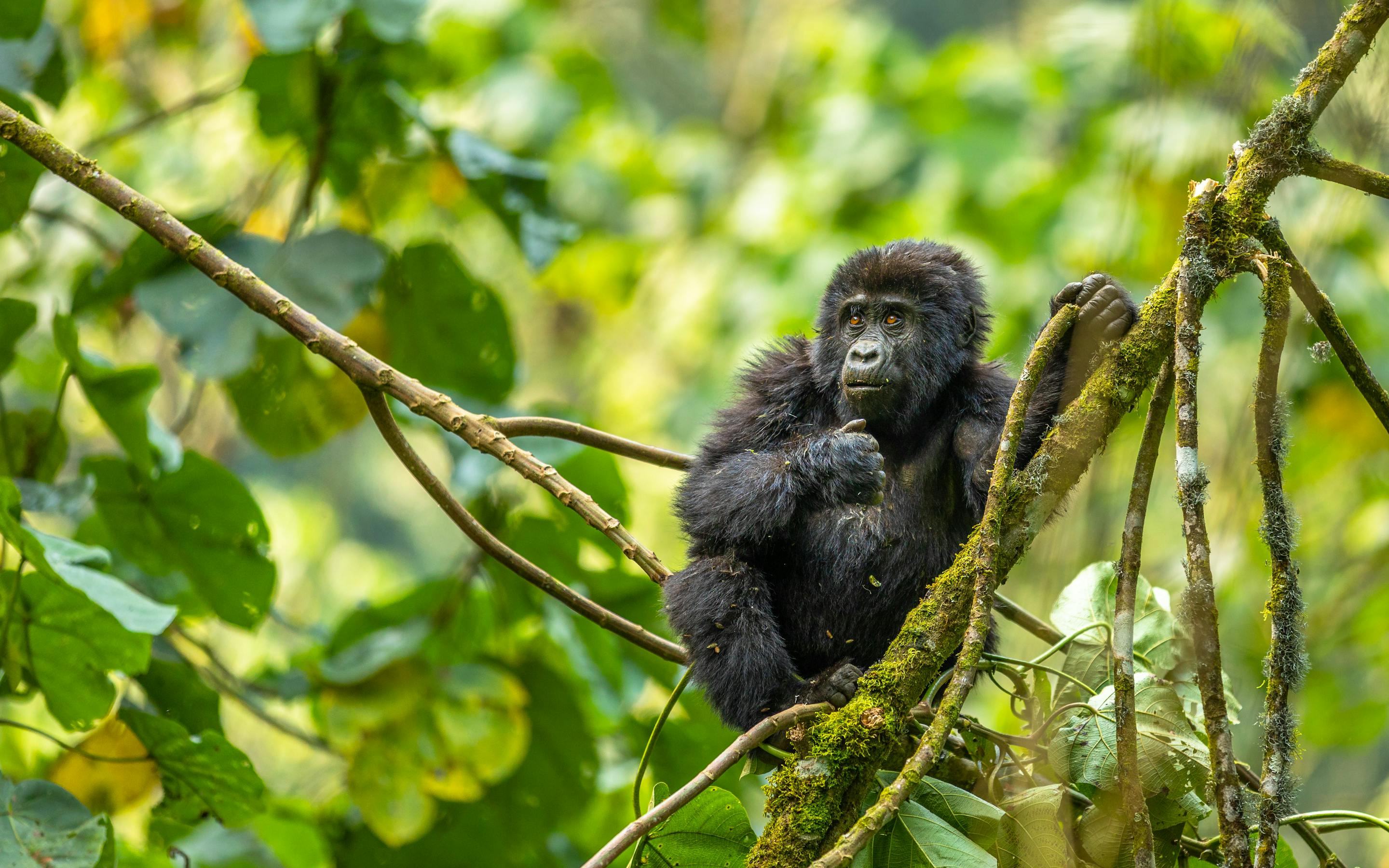 A gorilla clings to tree branches in dense rainforest foliage, framed by sunlit leaves and tangled vines.