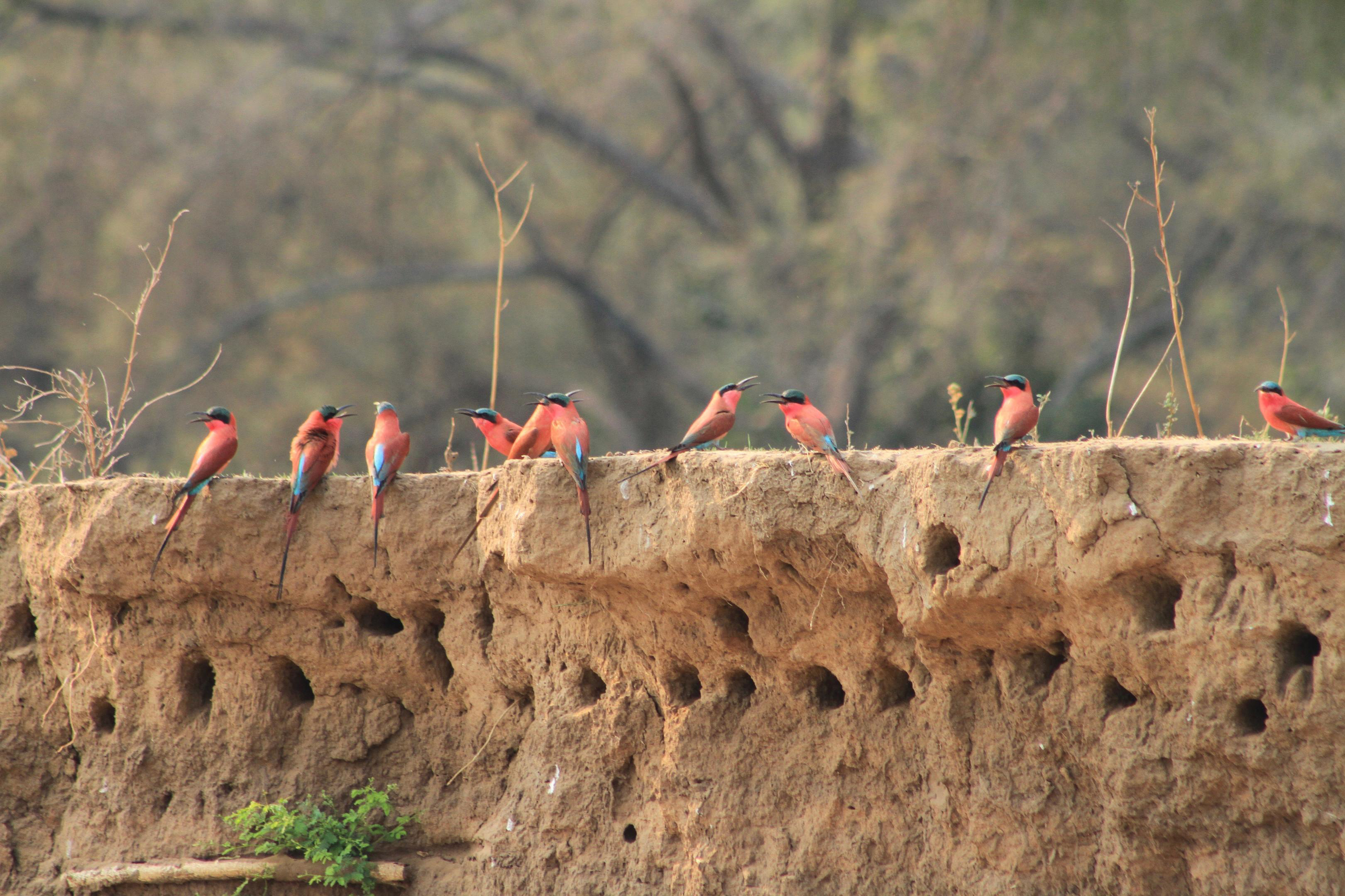 Carmine bee-eaters perch along a sandy riverbank nest wall, bright pink birds clustered above burrow holes.