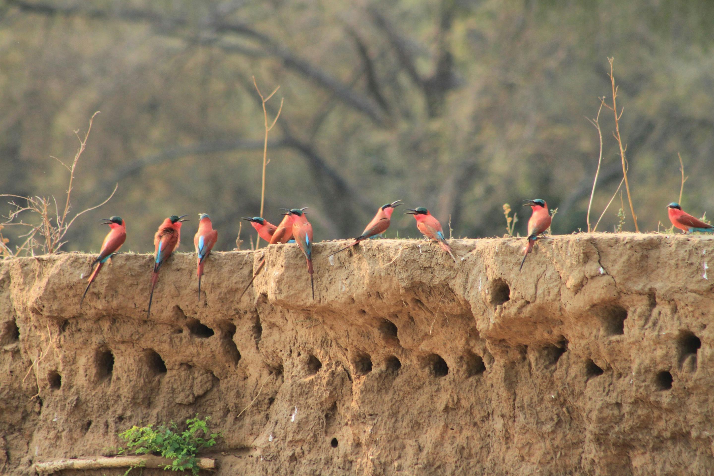 Carmine bee-eaters perch along a sandy riverbank nest wall, bright pink birds clustered above burrow holes.