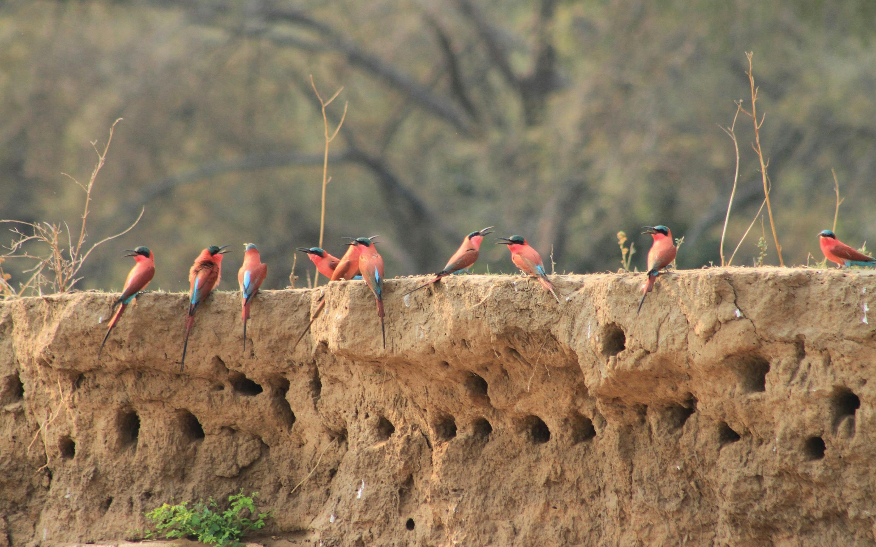 Carmine bee-eaters perch along a sandy riverbank nest wall, bright pink birds clustered above burrow holes.