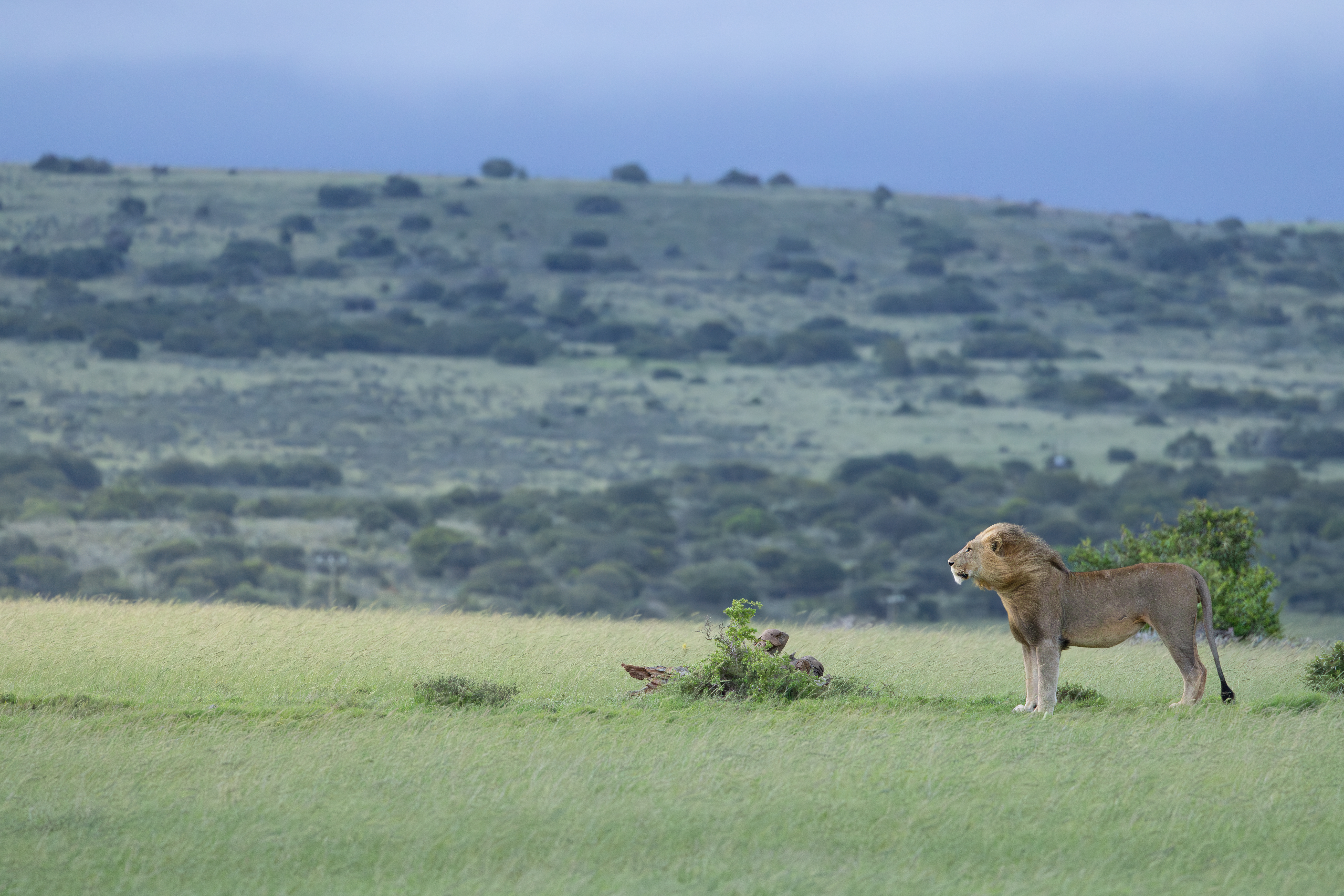 Lioness stands in short green grass, scanning a wide plain with low hills in the distance beneath a gray-blue sky.
