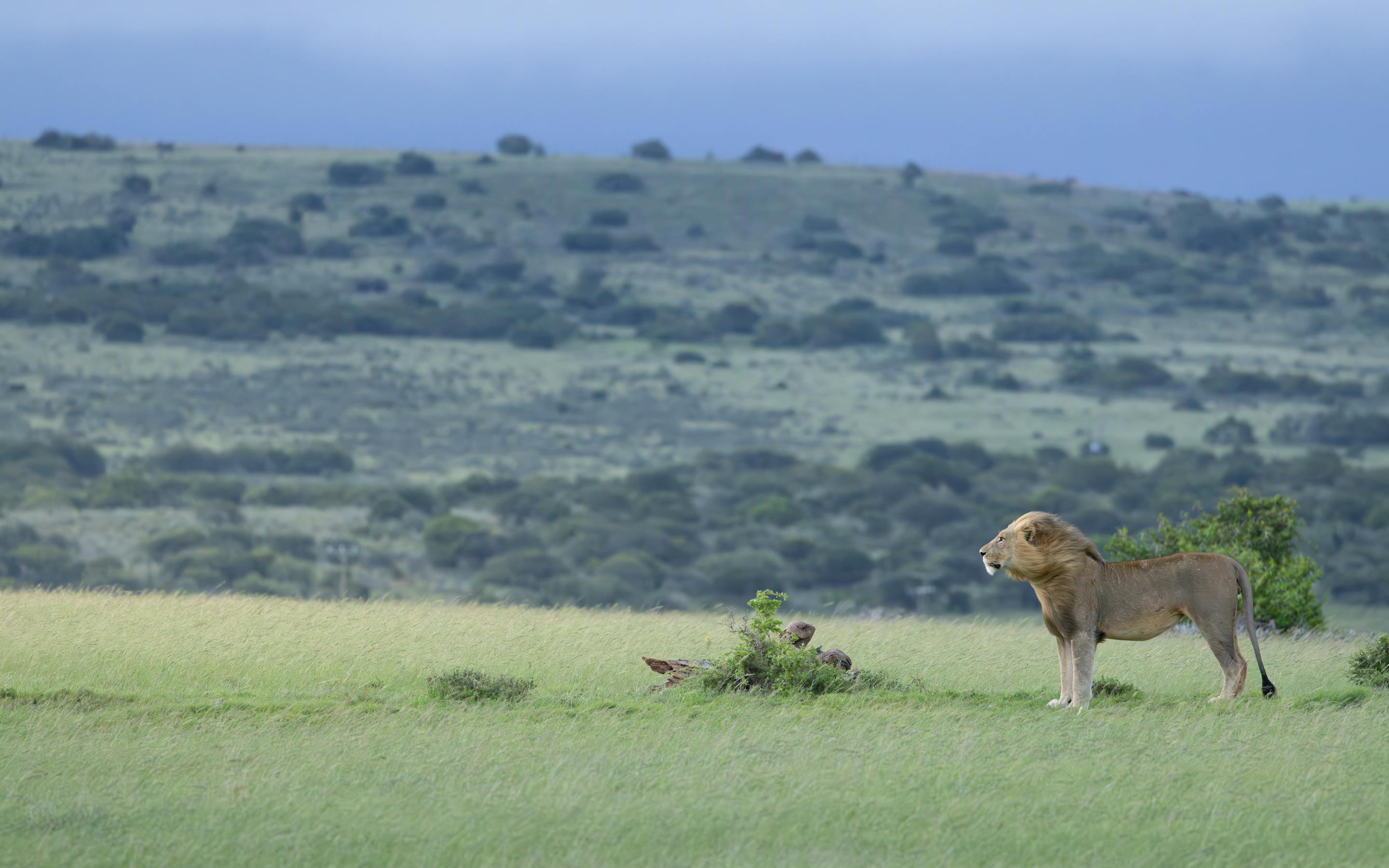 Lioness stands in short green grass, scanning a wide plain with low hills in the distance beneath a gray-blue sky.