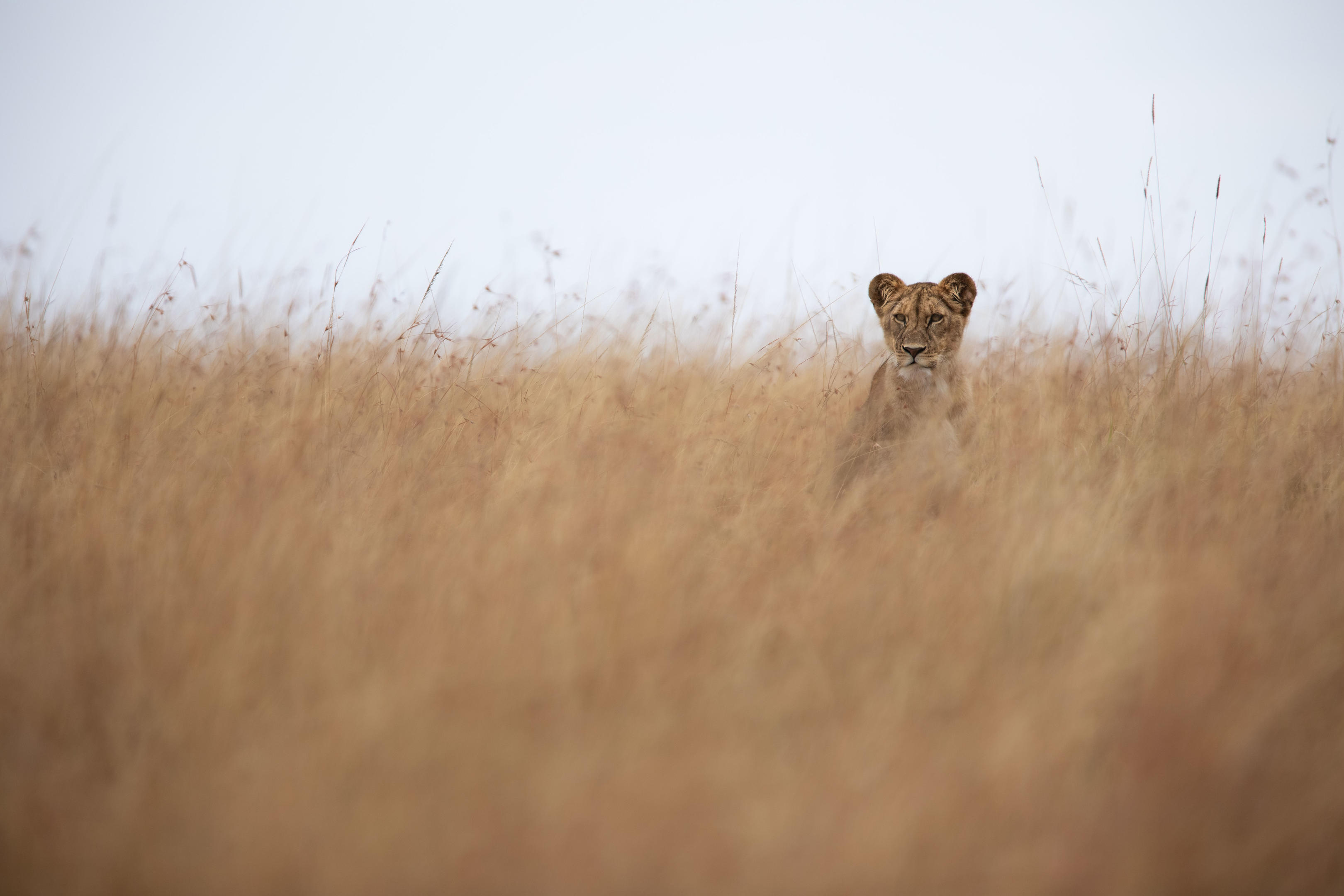 Lioness peers through tall golden grass, her face framed by seed heads as the hazy savanna blurs behind her.