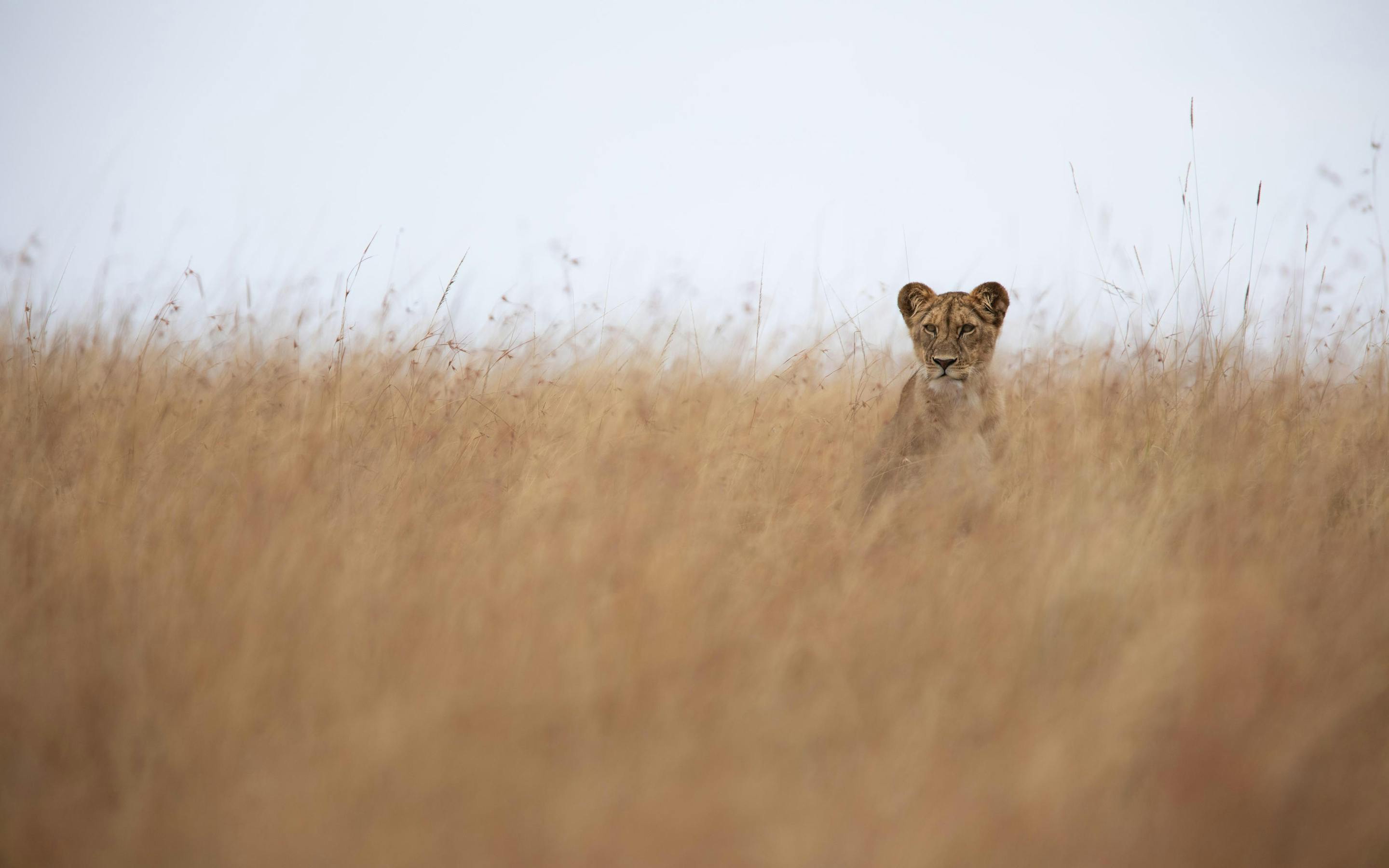 Lioness peers through tall golden grass, her face framed by seed heads as the hazy savanna blurs behind her.