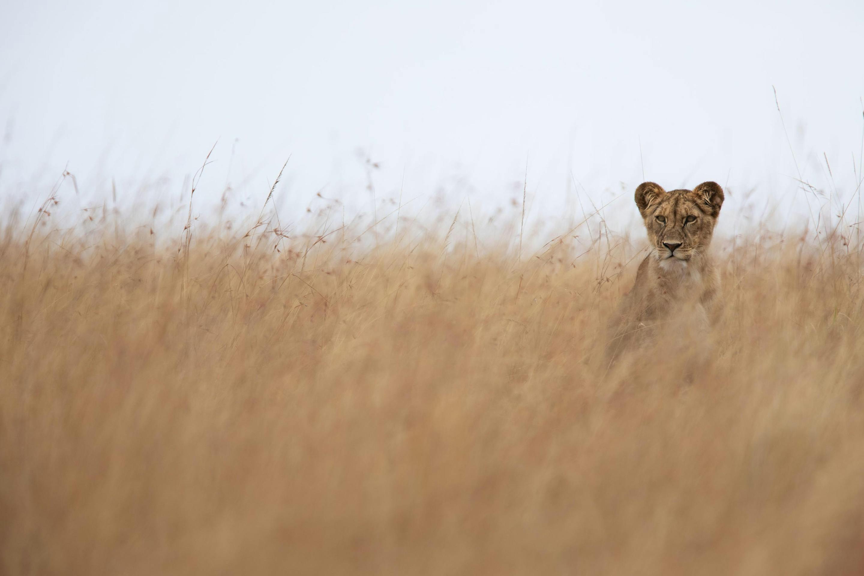 Lioness peers through tall golden grass, her face framed by seed heads as the hazy savanna blurs behind her.