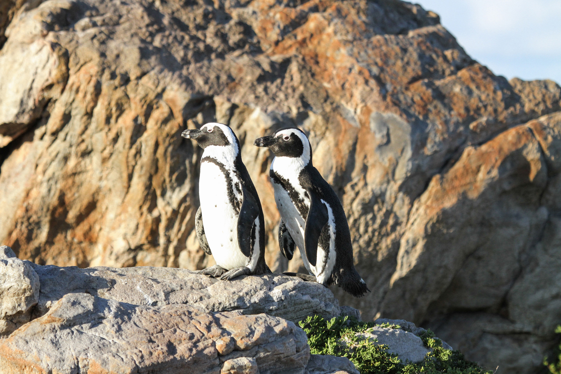 Two penguins stand on a rocky outcrop above the sea, their black-and-white markings bright in clear sunlight.
