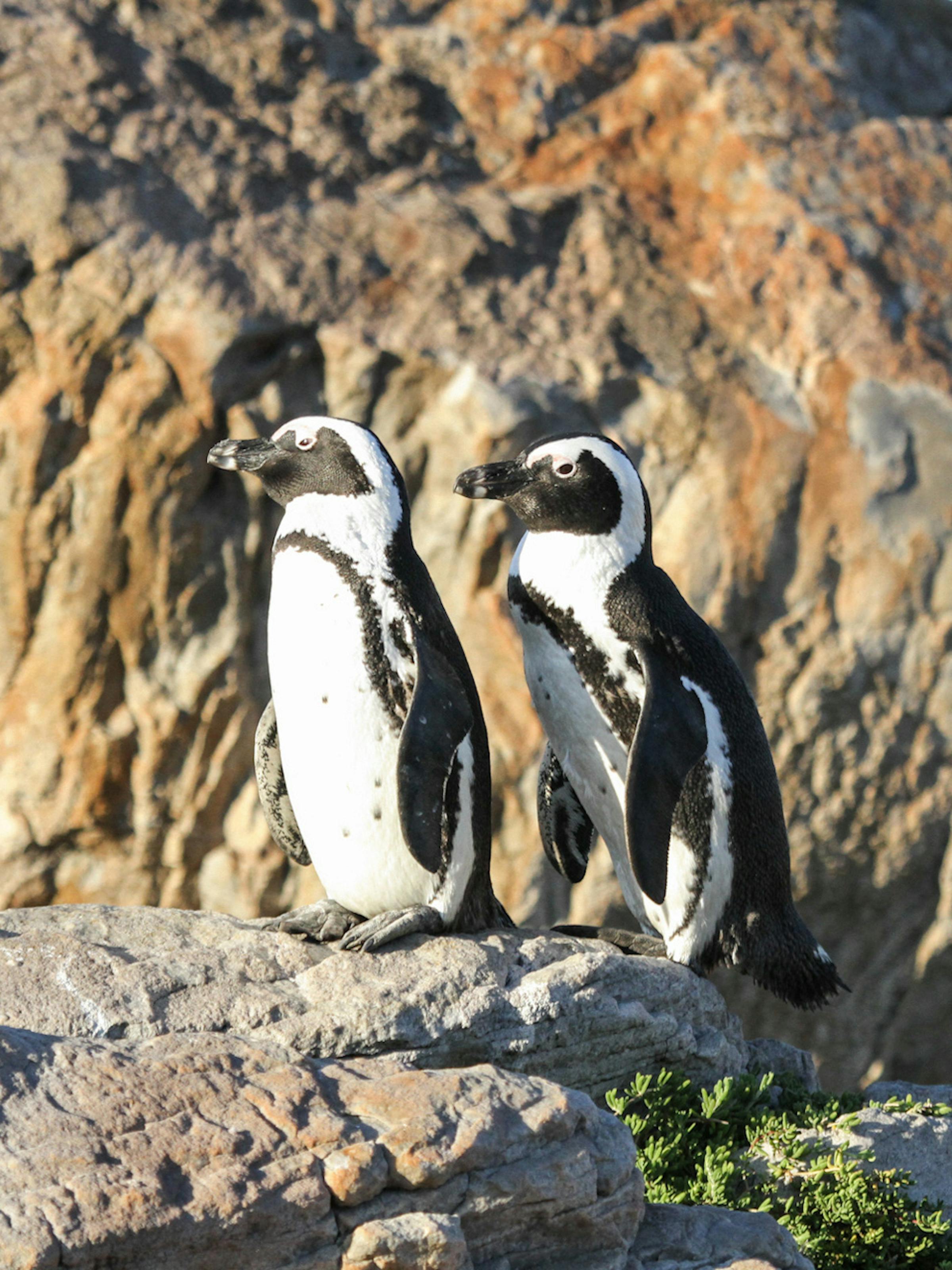 Two penguins stand on a rocky outcrop above the sea, their black-and-white markings bright in clear sunlight.