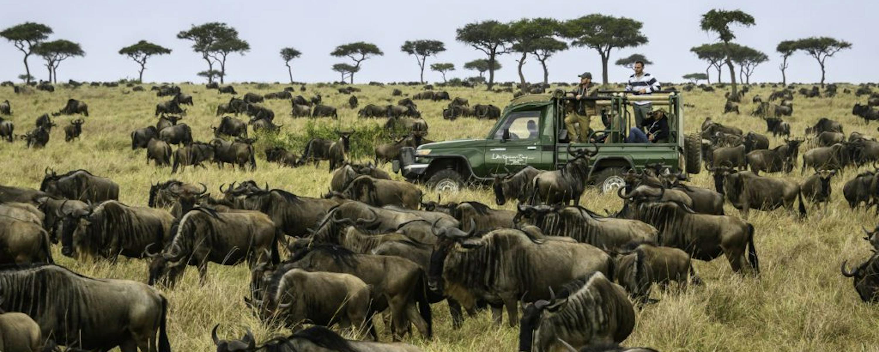 An open safari vehicle pauses beside a vast wildebeest herd on the savanna, with acacia trees on the horizon.