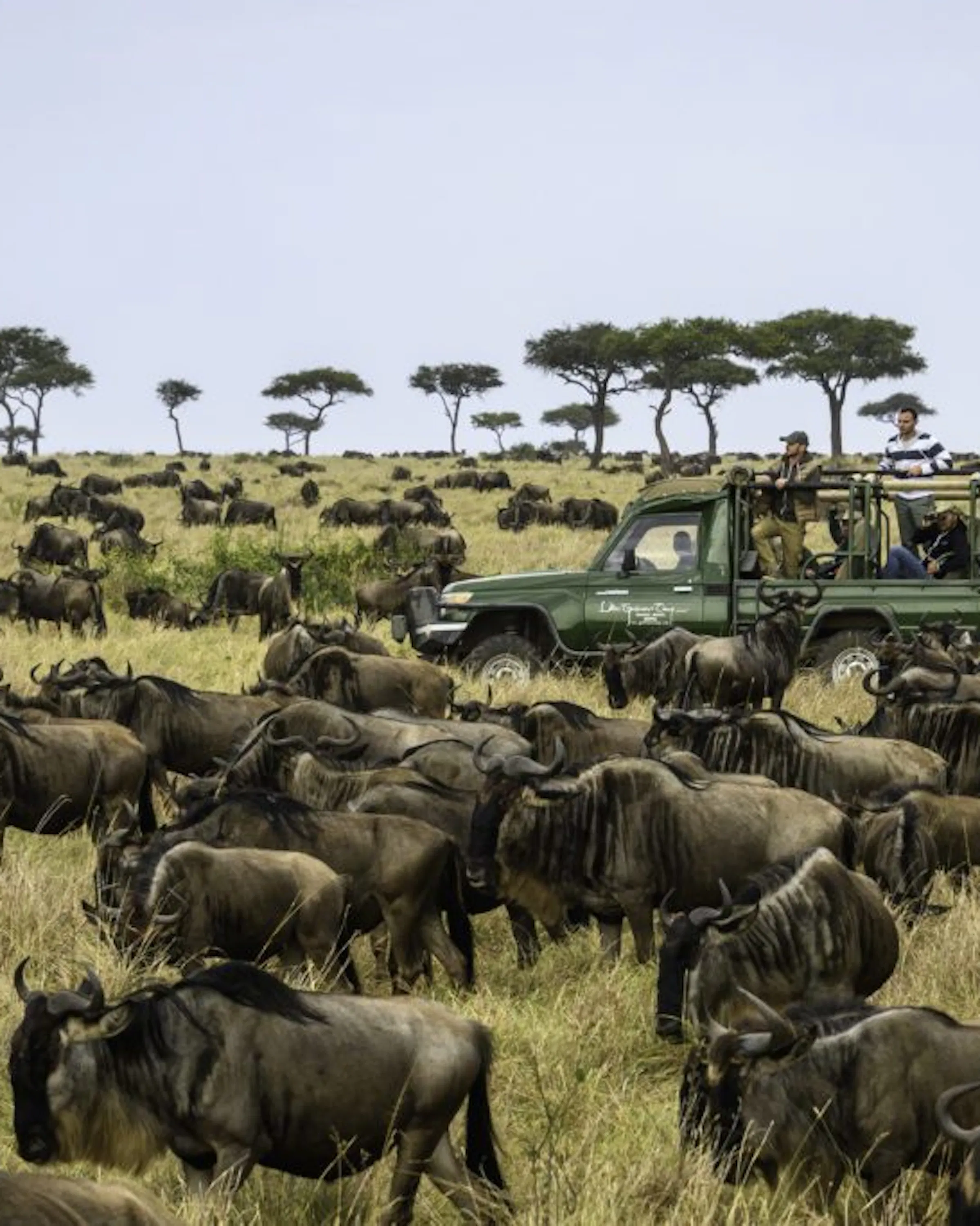 An open safari vehicle pauses beside a vast wildebeest herd on the savanna, with acacia trees on the horizon.