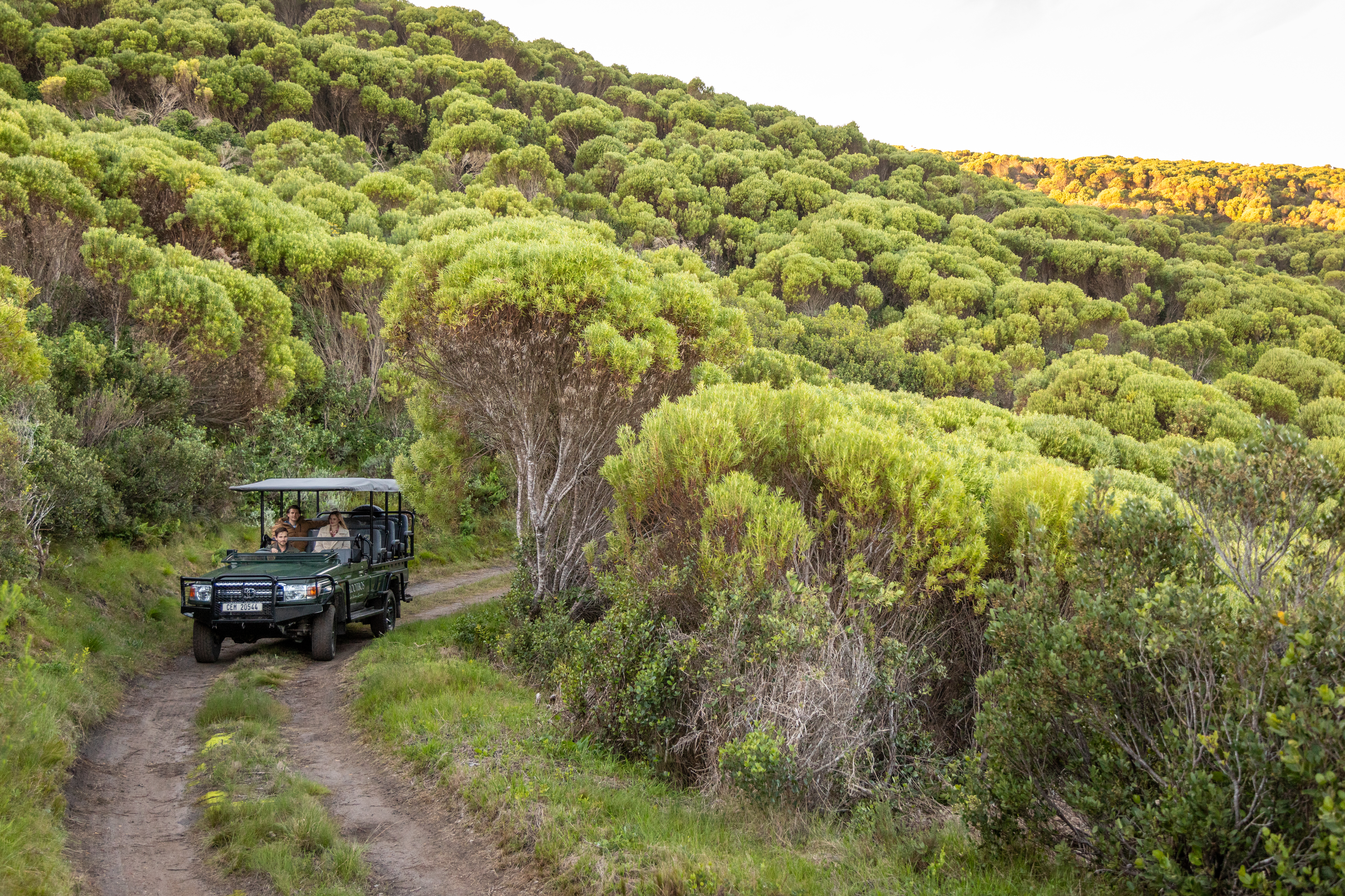 Safari vehicle drives a narrow track through green fynbos at sunset, with long shadows across the hillside.
