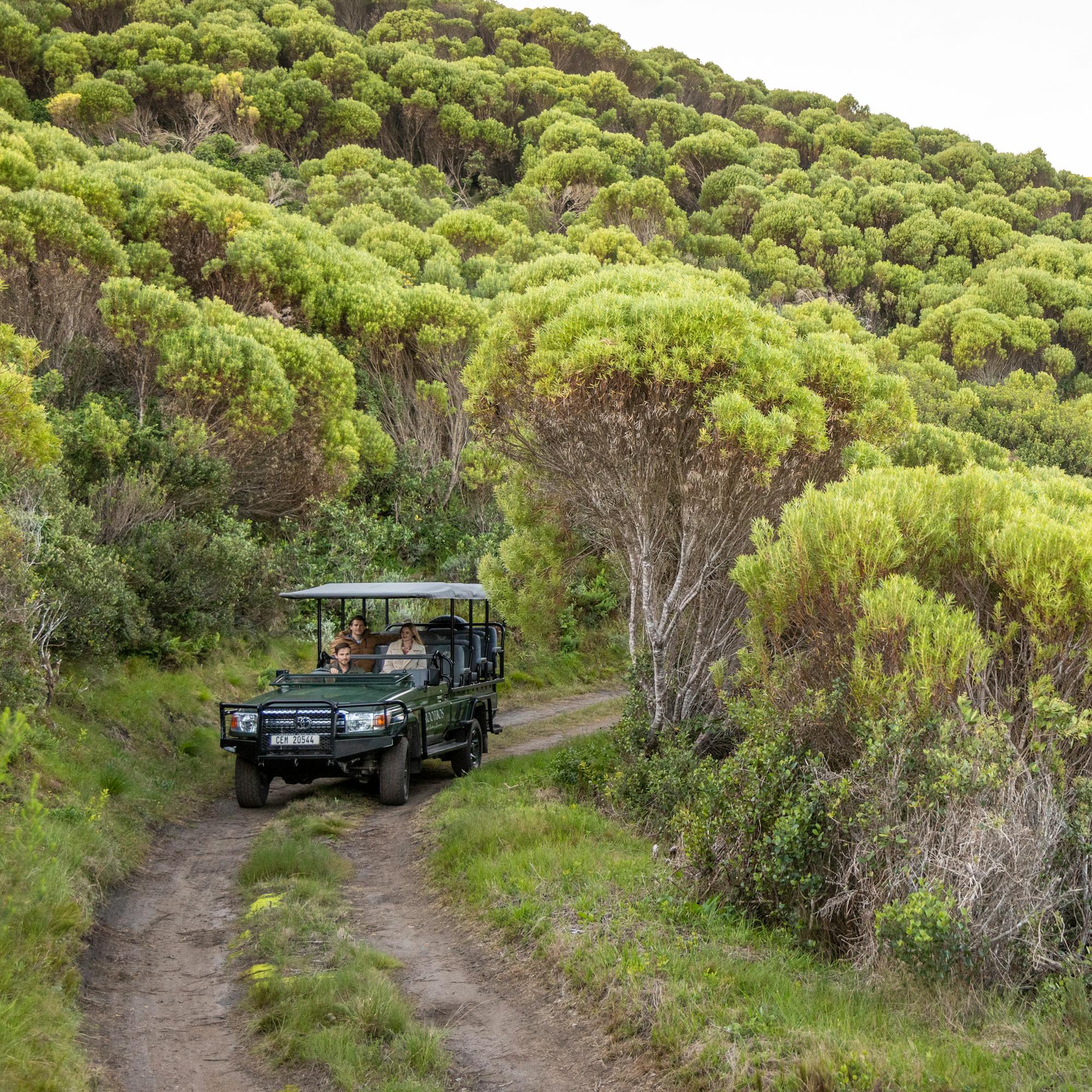 Safari vehicle drives a narrow track through green fynbos at sunset, with long shadows across the hillside.
