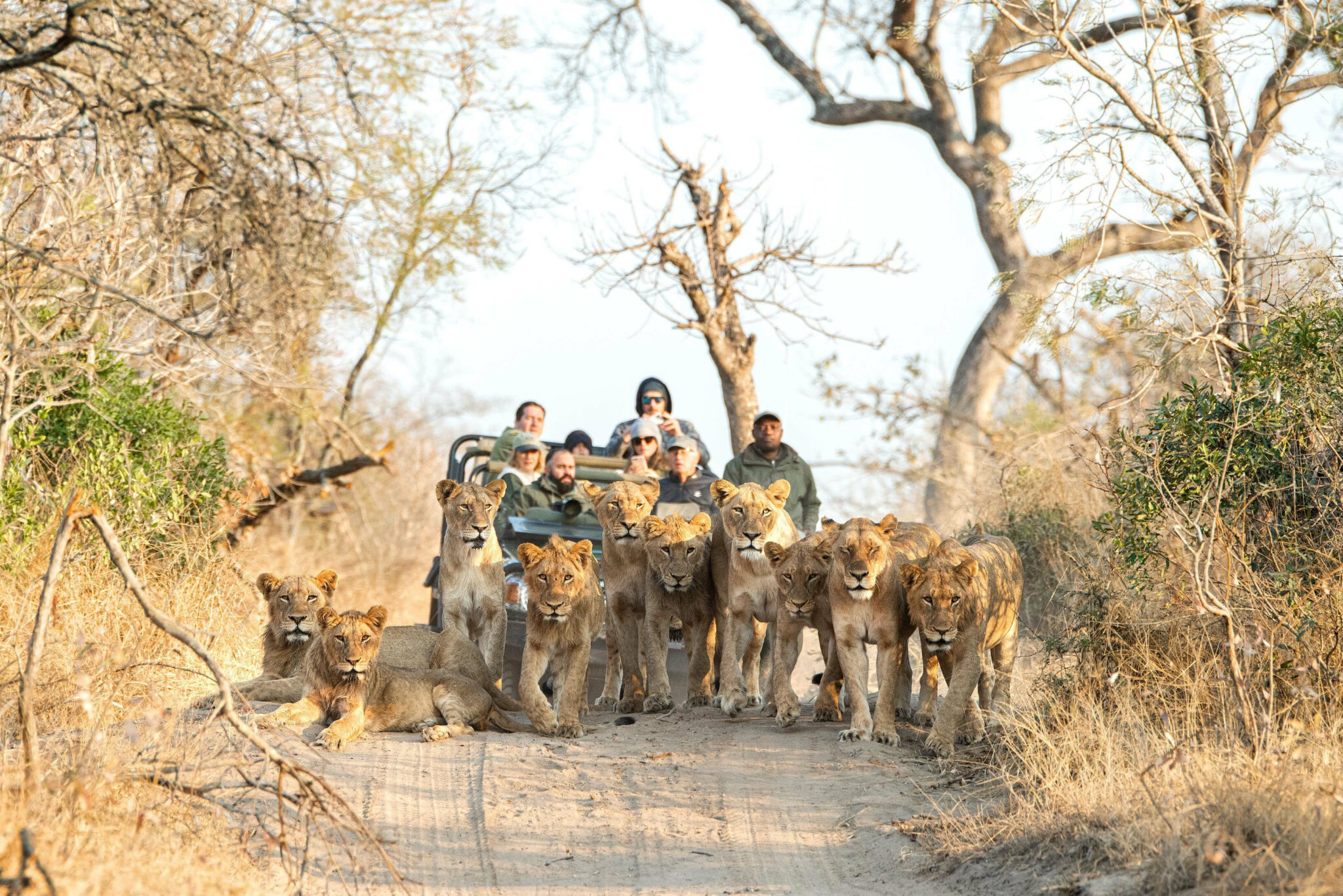 A pride of lions walks along a dusty track toward the camera, while a safari vehicle follows at a distance.