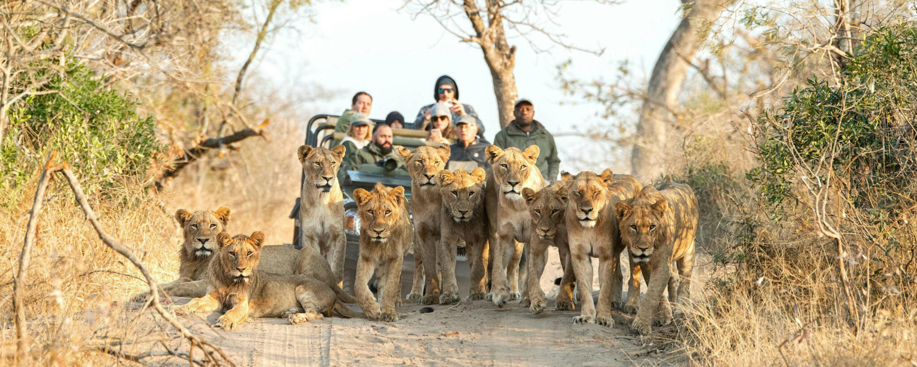 A pride of lions walks along a dusty track toward the camera, while a safari vehicle follows at a distance.