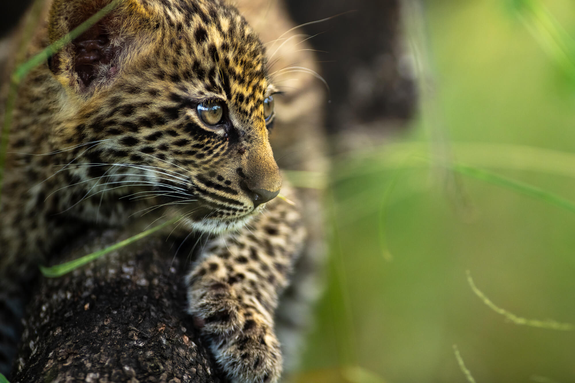 Close-up of a leopard resting on a tree trunk, its spotted coat sharp against blurred green foliage and light.