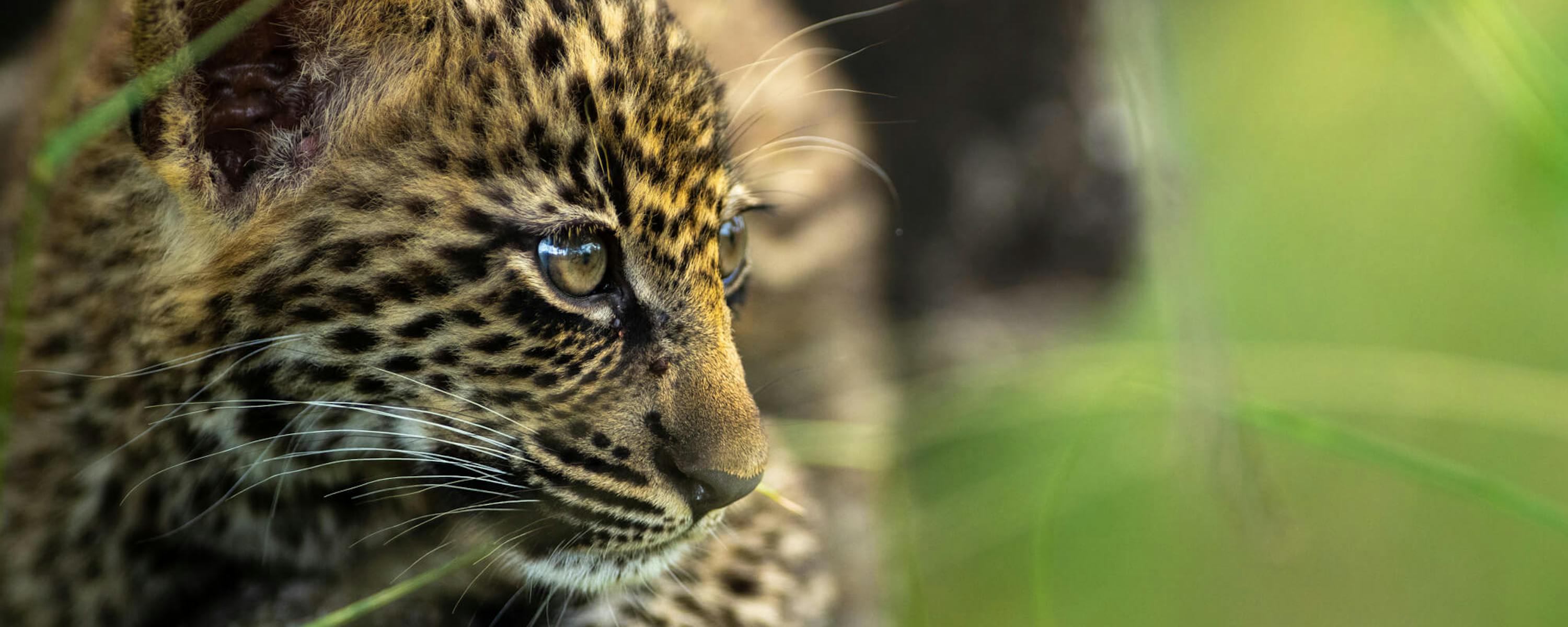 Close-up of a leopard resting on a tree trunk, its spotted coat sharp against blurred green foliage and light.