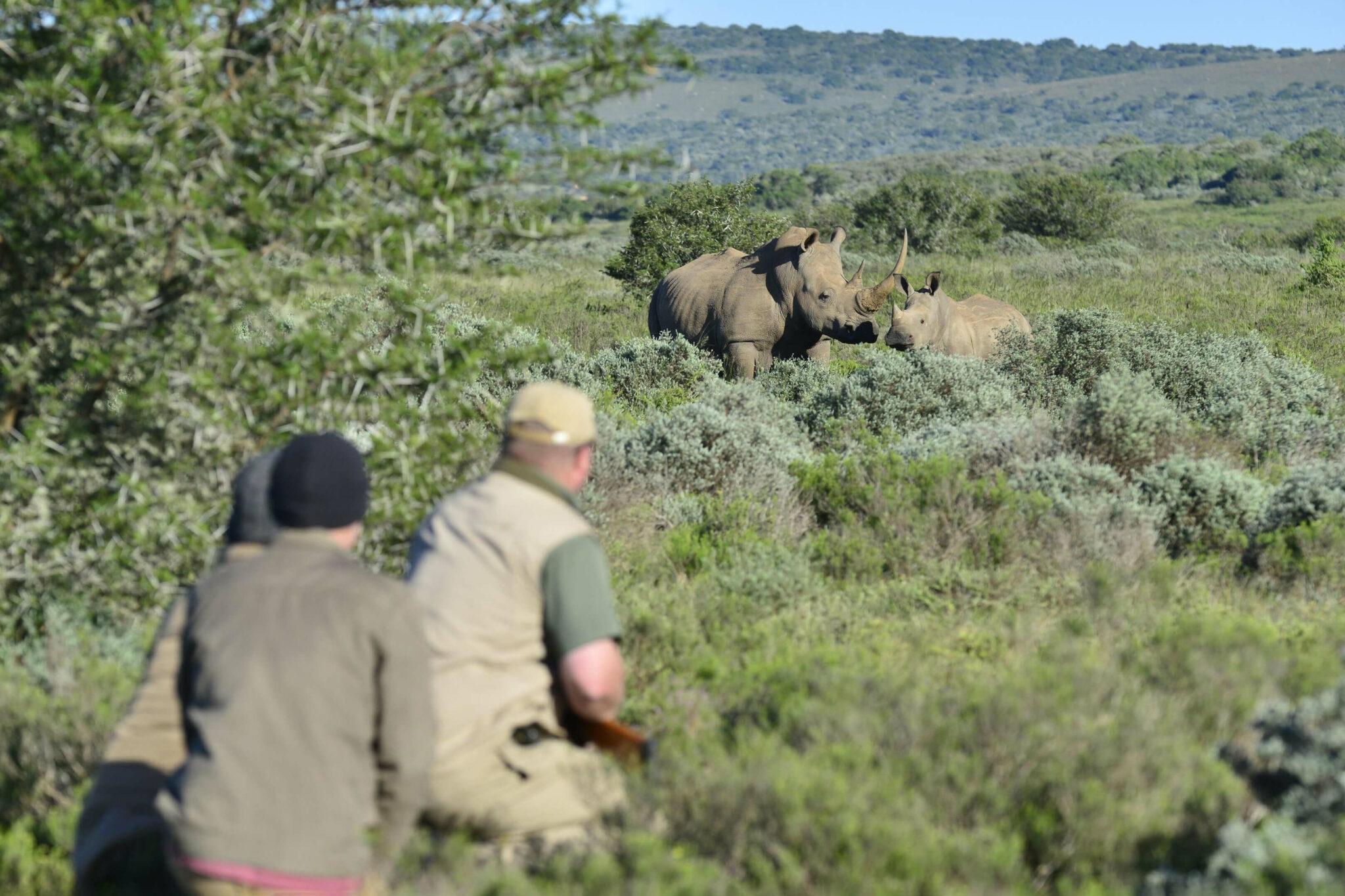 Two people watch a pair of rhinos in scrubby green hills, the animals partly hidden among low shrubs and grass.