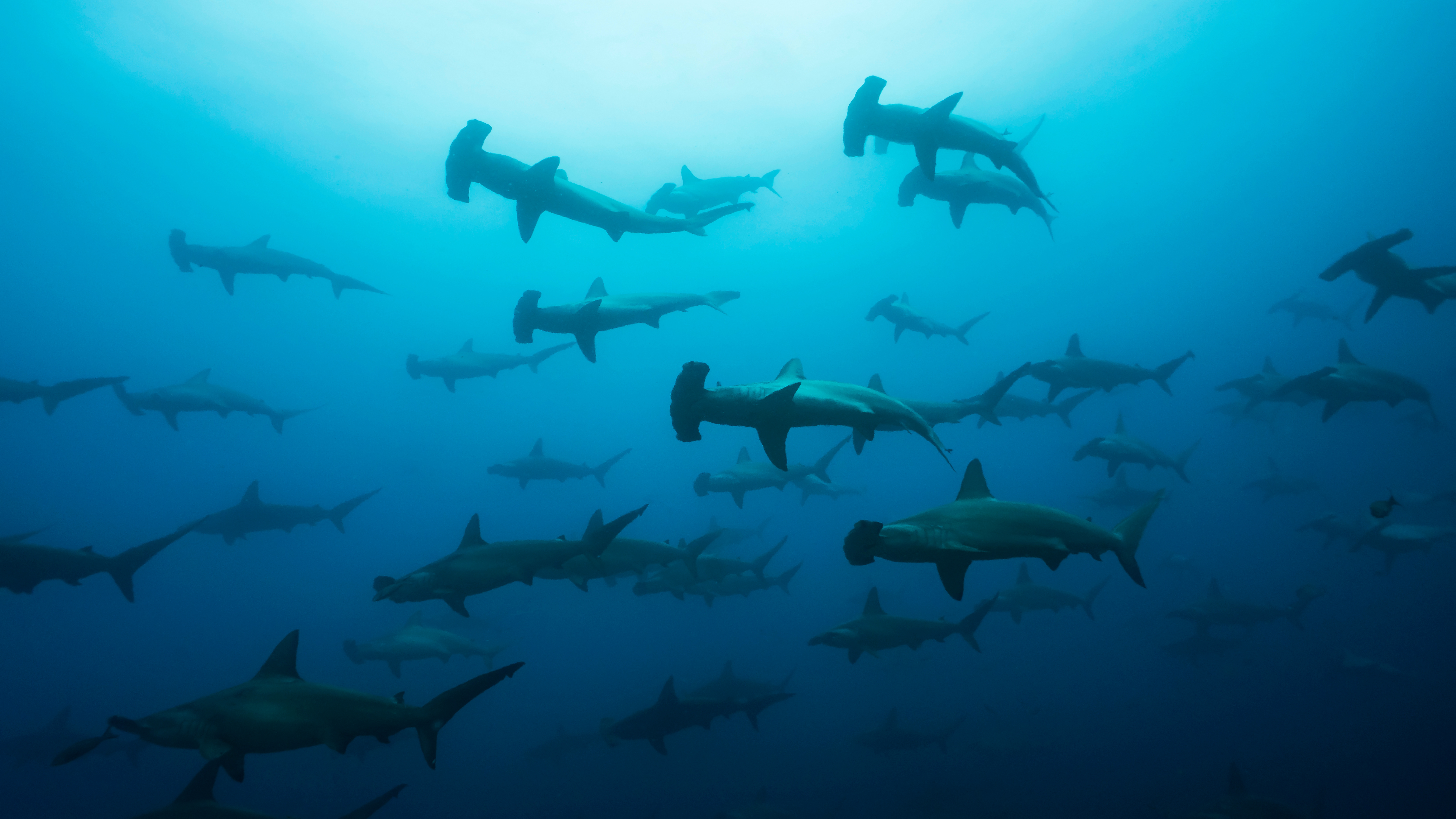 Hammerhead sharks glide through blue water in a loose school, silhouettes fading into the deeper ocean below.