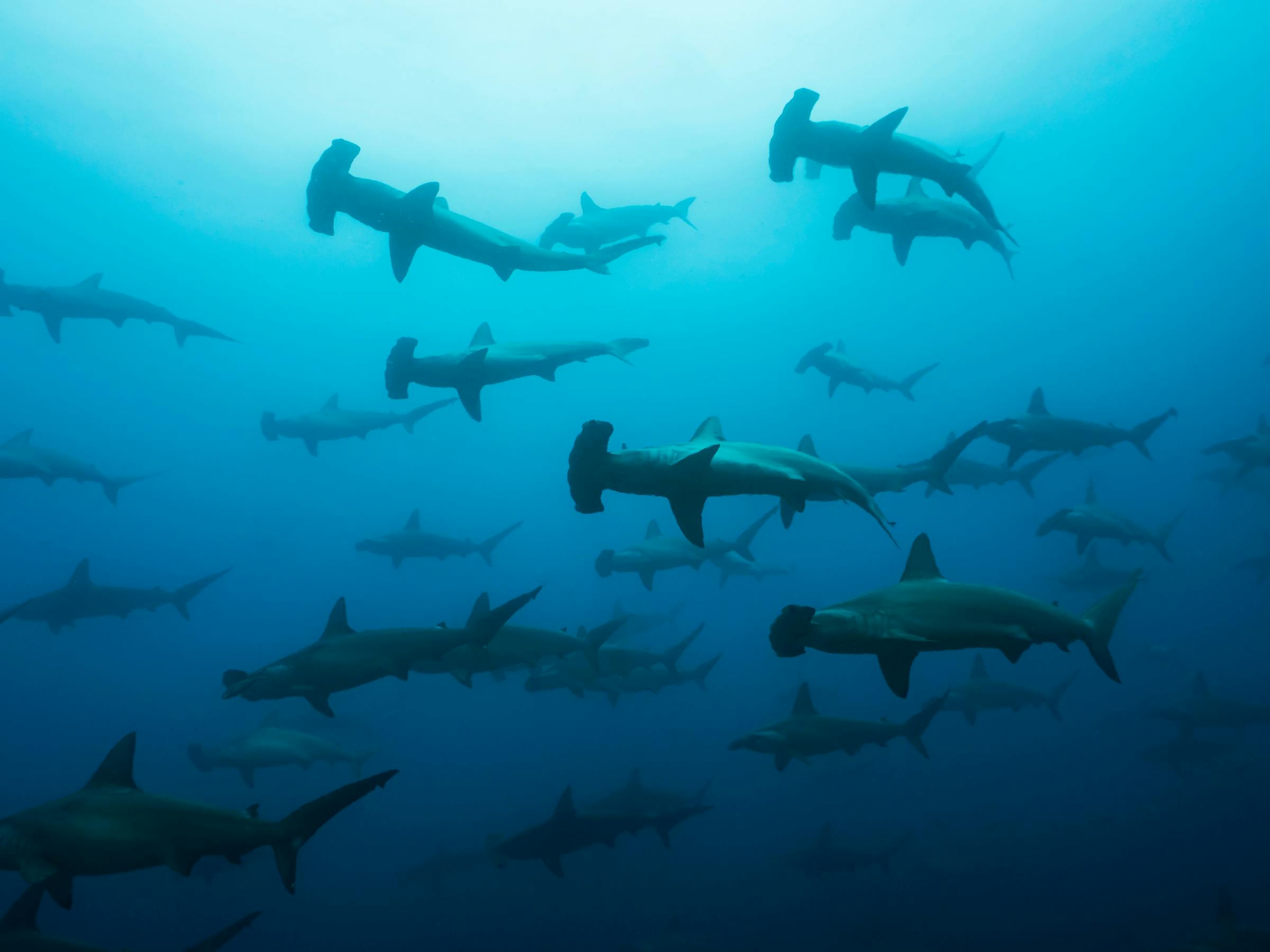 Hammerhead sharks glide through blue water in a loose school, silhouettes fading into the deeper ocean below.