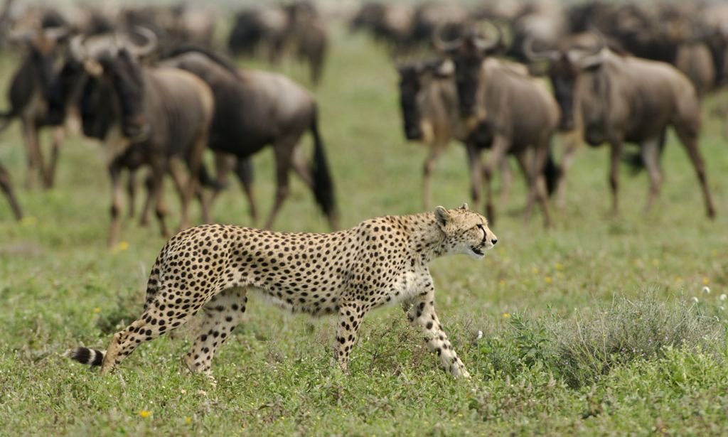 A cheetah walks through green grass while a blurred wildebeest herd gathers behind on the open plain in soft light.