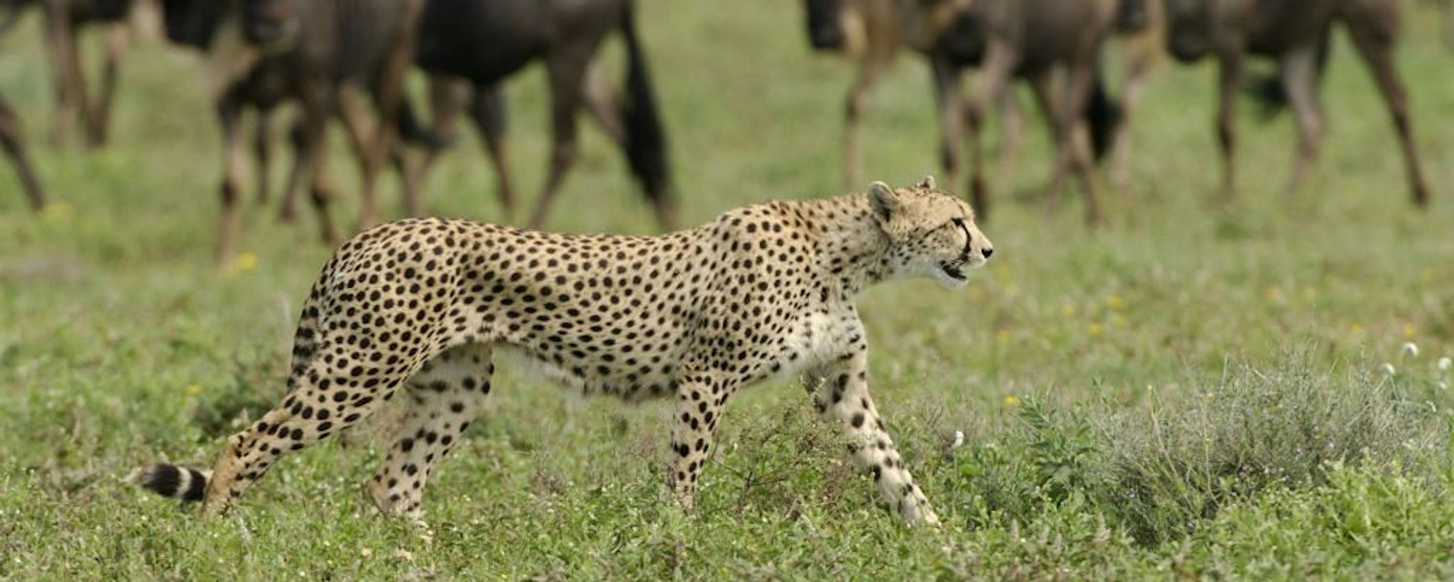 A cheetah walks through green grass while a blurred wildebeest herd gathers behind on the open plain in soft light.