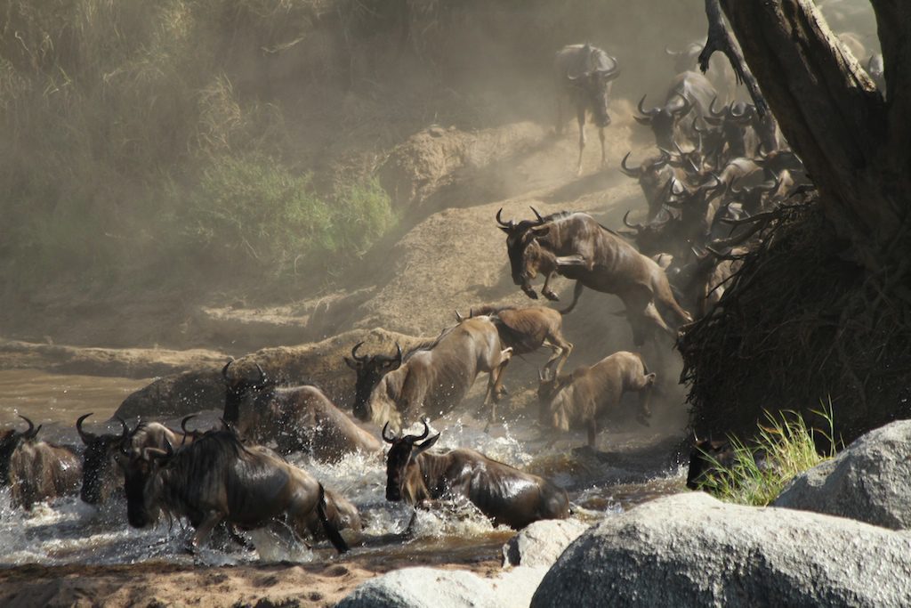Wildebeest spill into a rocky river crossing, splashing through fast water as more crowd down the steep bank.
