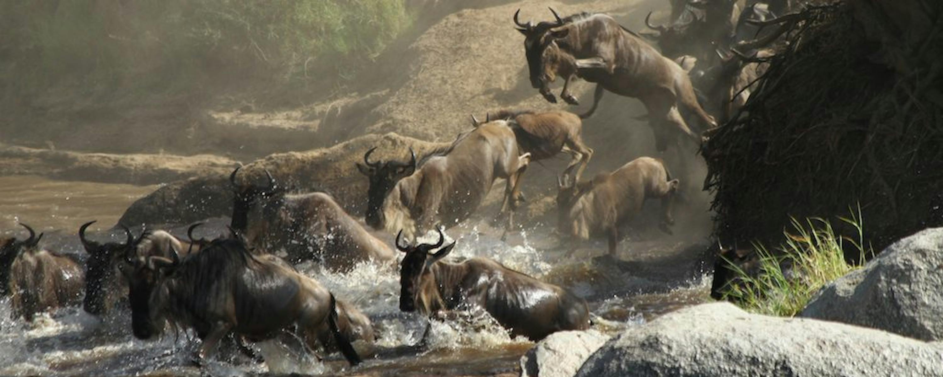 Wildebeest spill into a rocky river crossing, splashing through fast water as more crowd down the steep bank.