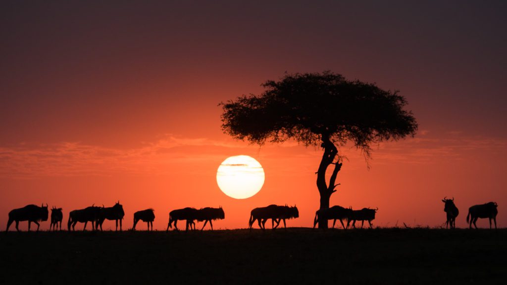 Silhouetted wildebeest pass beneath a lone acacia tree at sunset, with the low sun glowing in an orange sky.