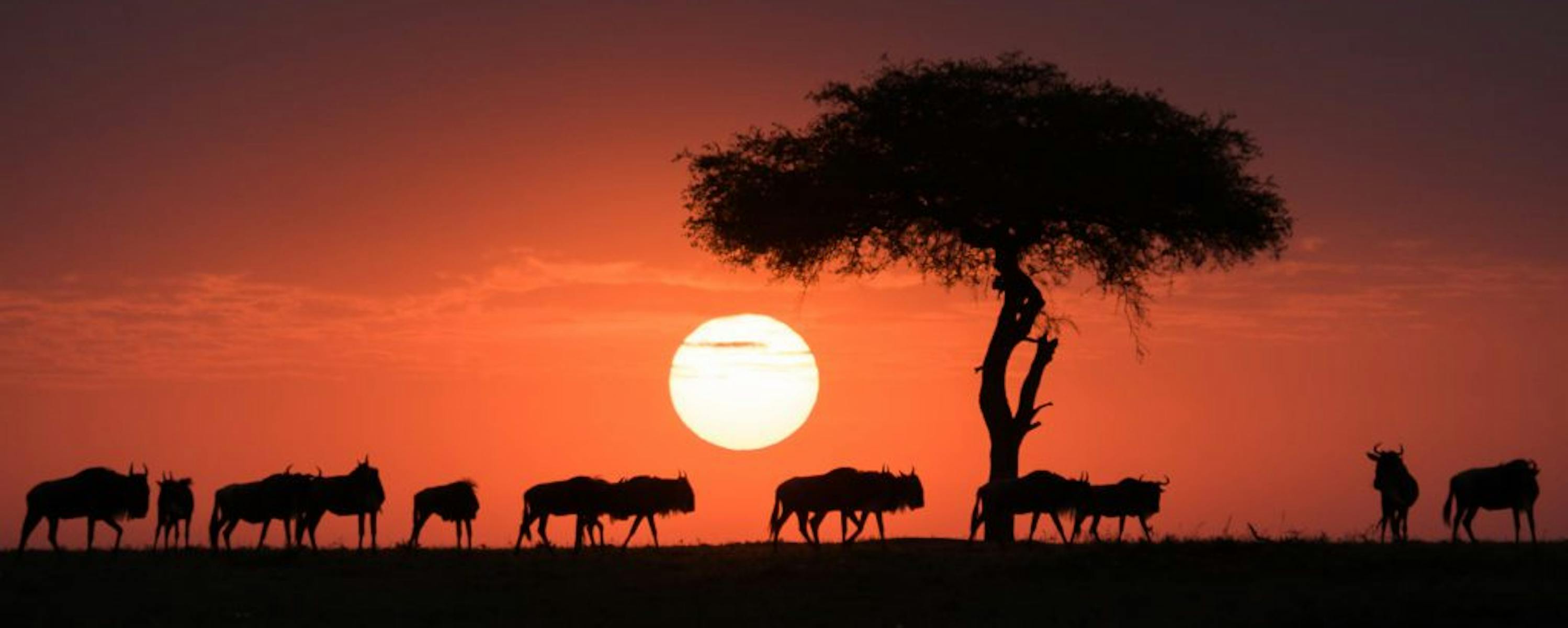 Silhouetted wildebeest pass beneath a lone acacia tree at sunset, with the low sun glowing in an orange sky.