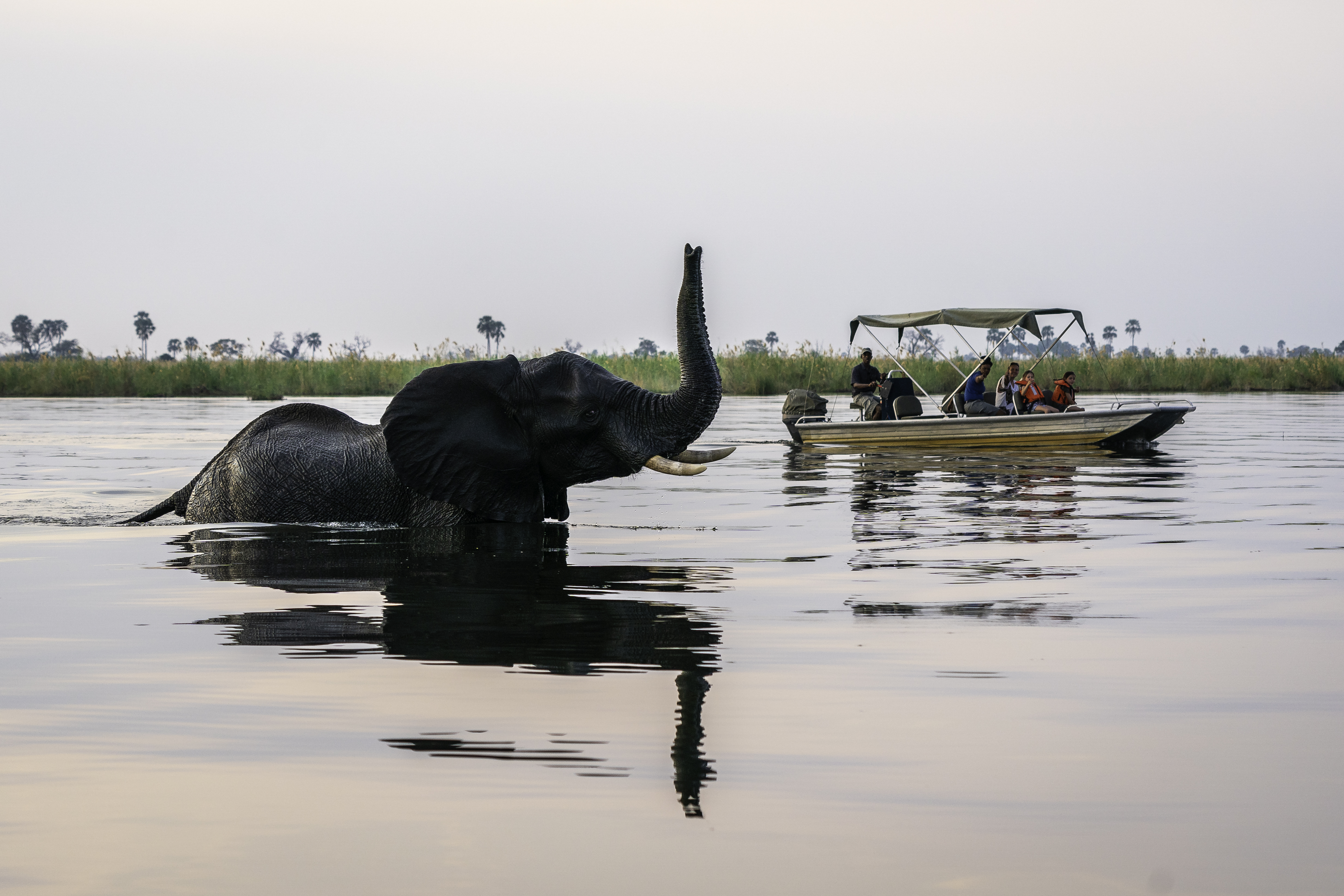 Elephant swims in calm river water beside a small boat, trunk lifted above the surface in the evening light.