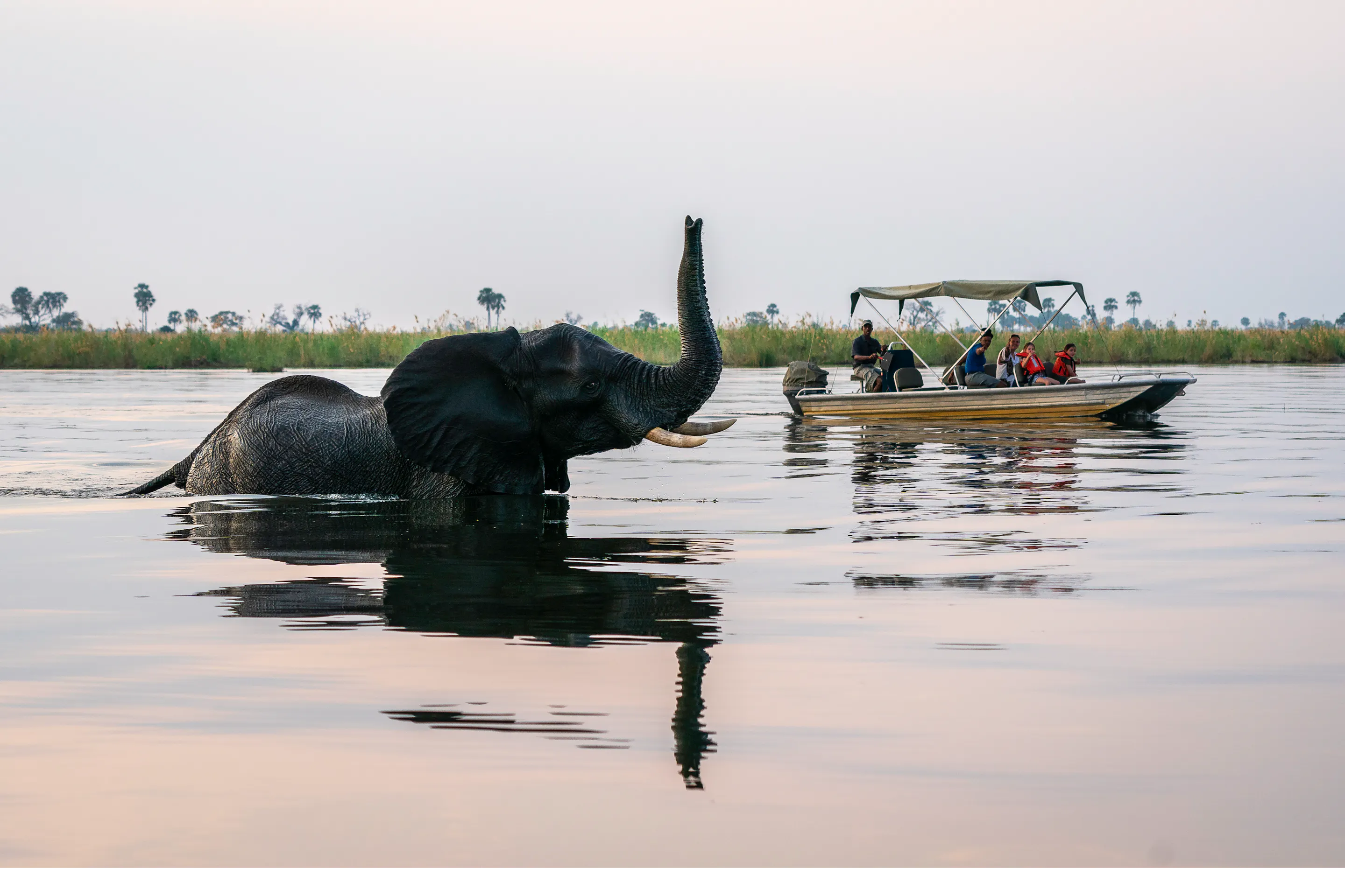 Elephant swims in calm river water beside a small boat, trunk lifted above the surface in the evening light.