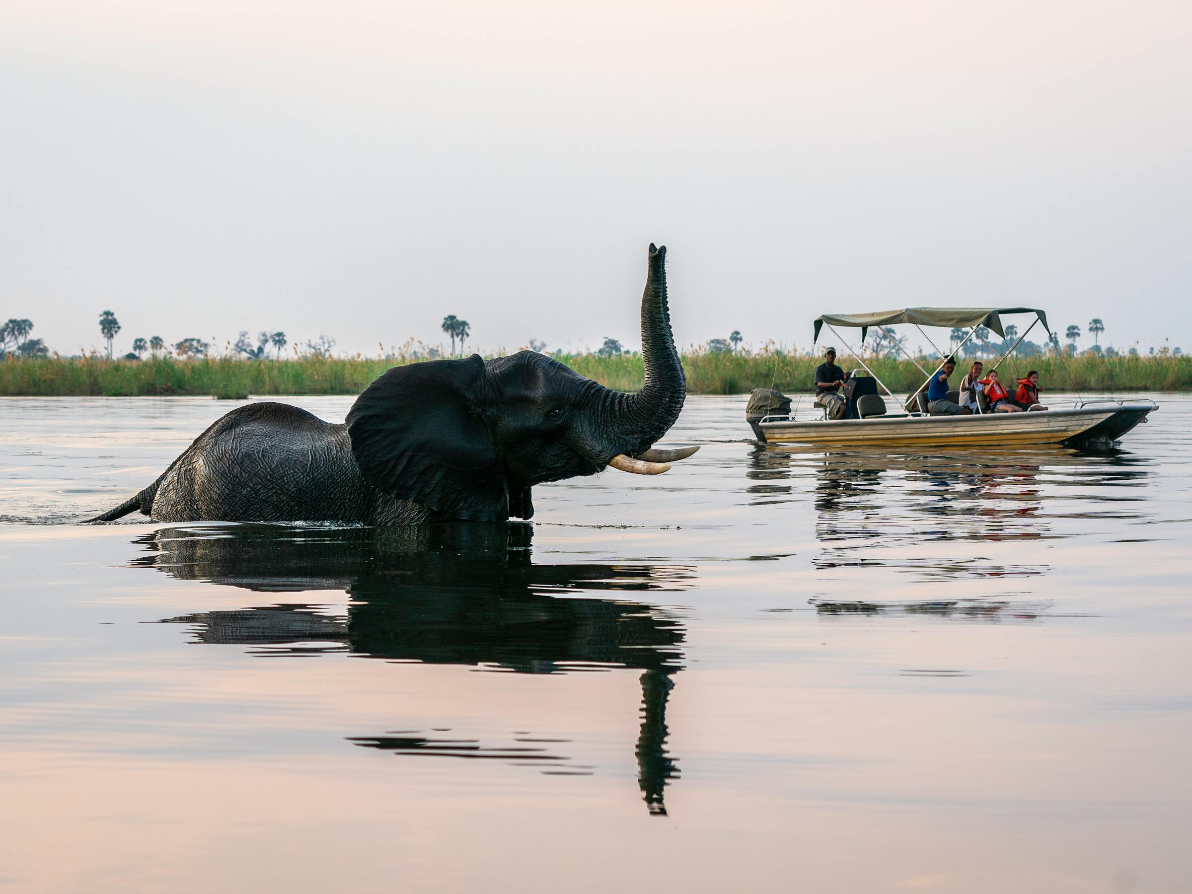Elephant swims in calm river water beside a small boat, trunk lifted above the surface in the evening light.