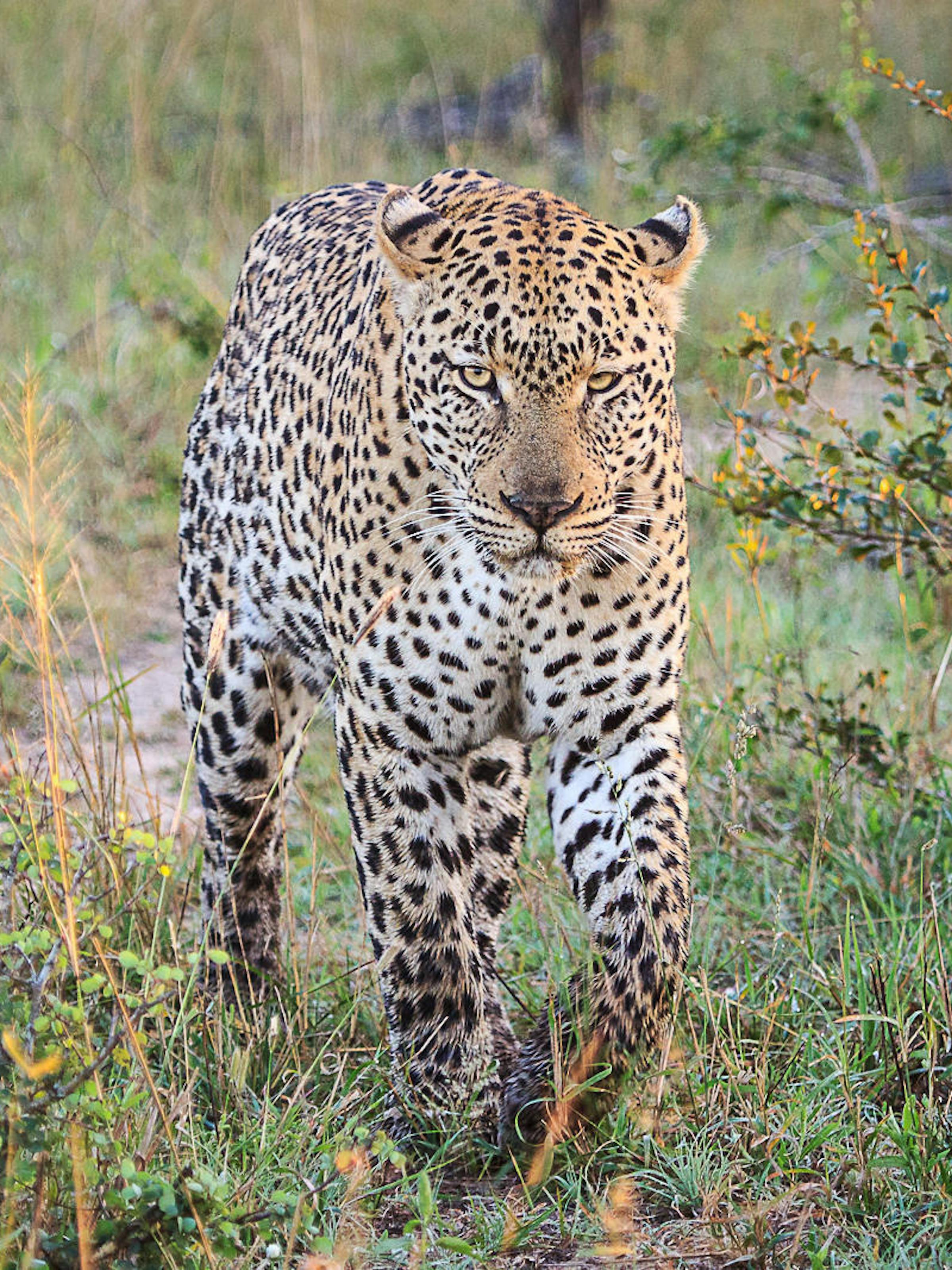 Leopard walks slowly through tall green grass, spotted coat sharp against the bush as it scans the path ahead.