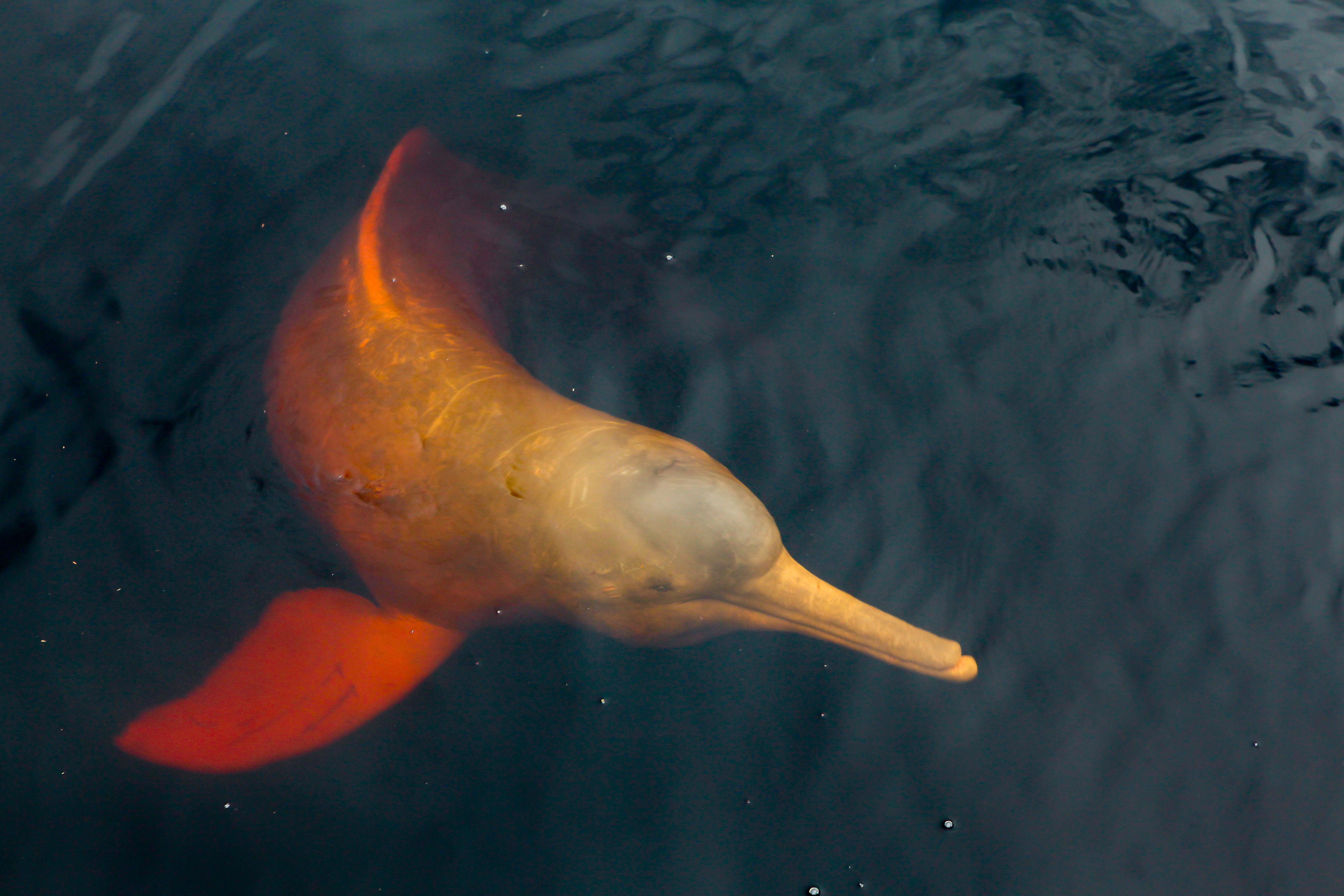 River dolphin swims near the surface of dark water, its pink body and fin visible in rippling reflections from above.