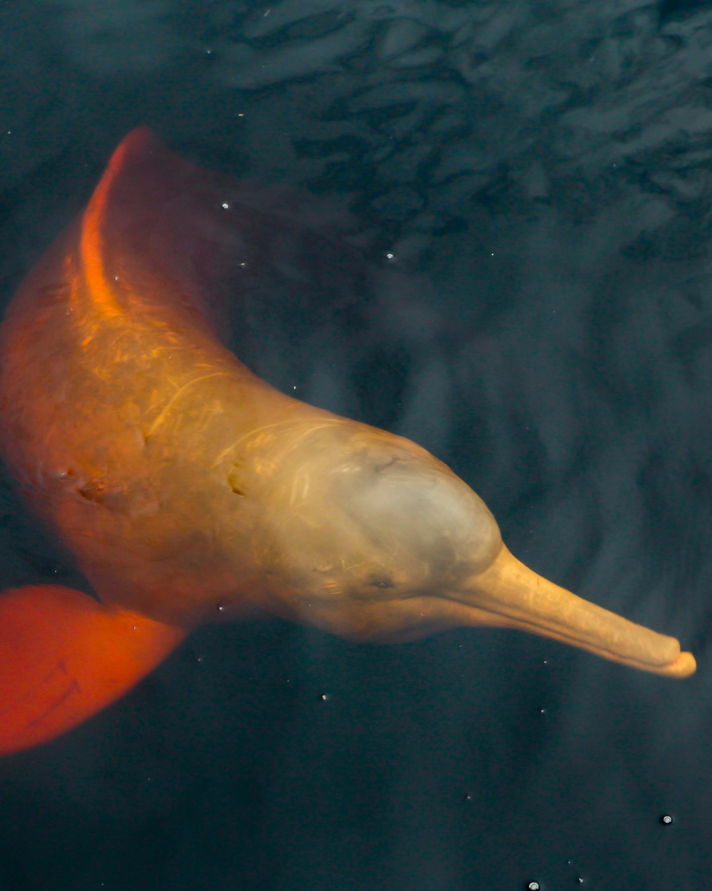 River dolphin swims near the surface of dark water, its pink body and fin visible in rippling reflections from above.