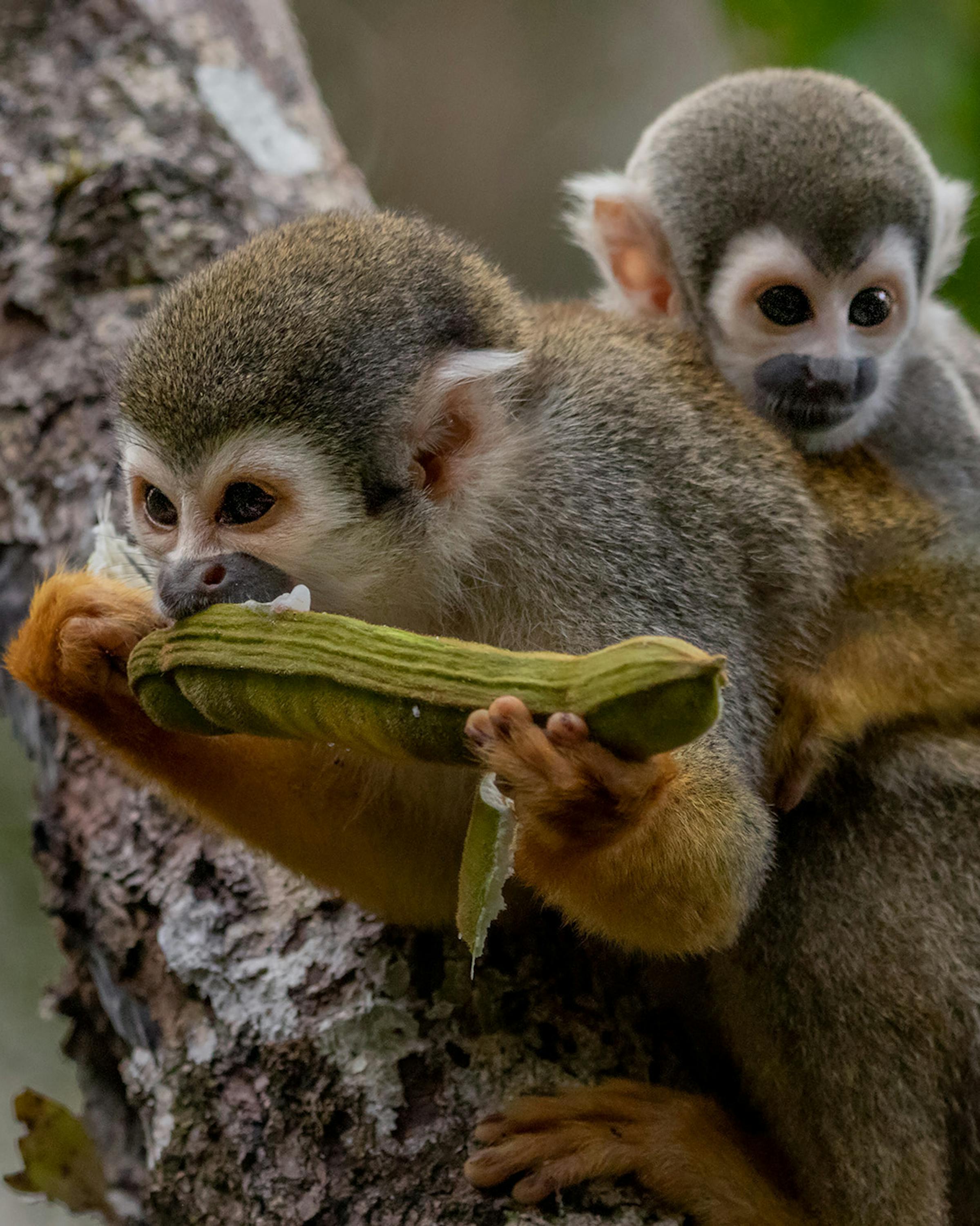 Two squirrel monkeys cling to a tree trunk, one holding fruit while both watch the forest below through soft light.