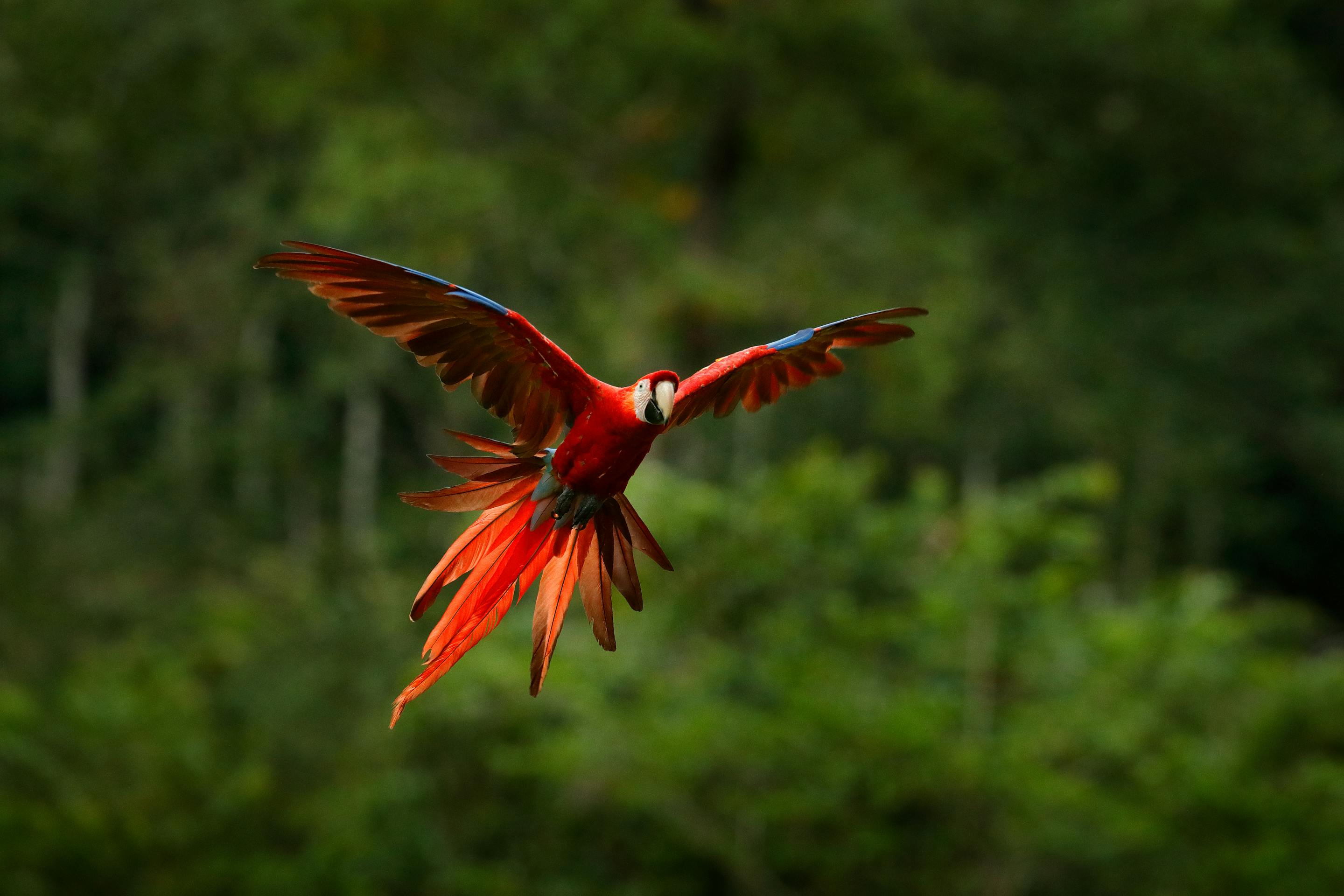 Red macaw flies with wings spread wide, showing bright scarlet feathers and long tail against a blurred green forest.