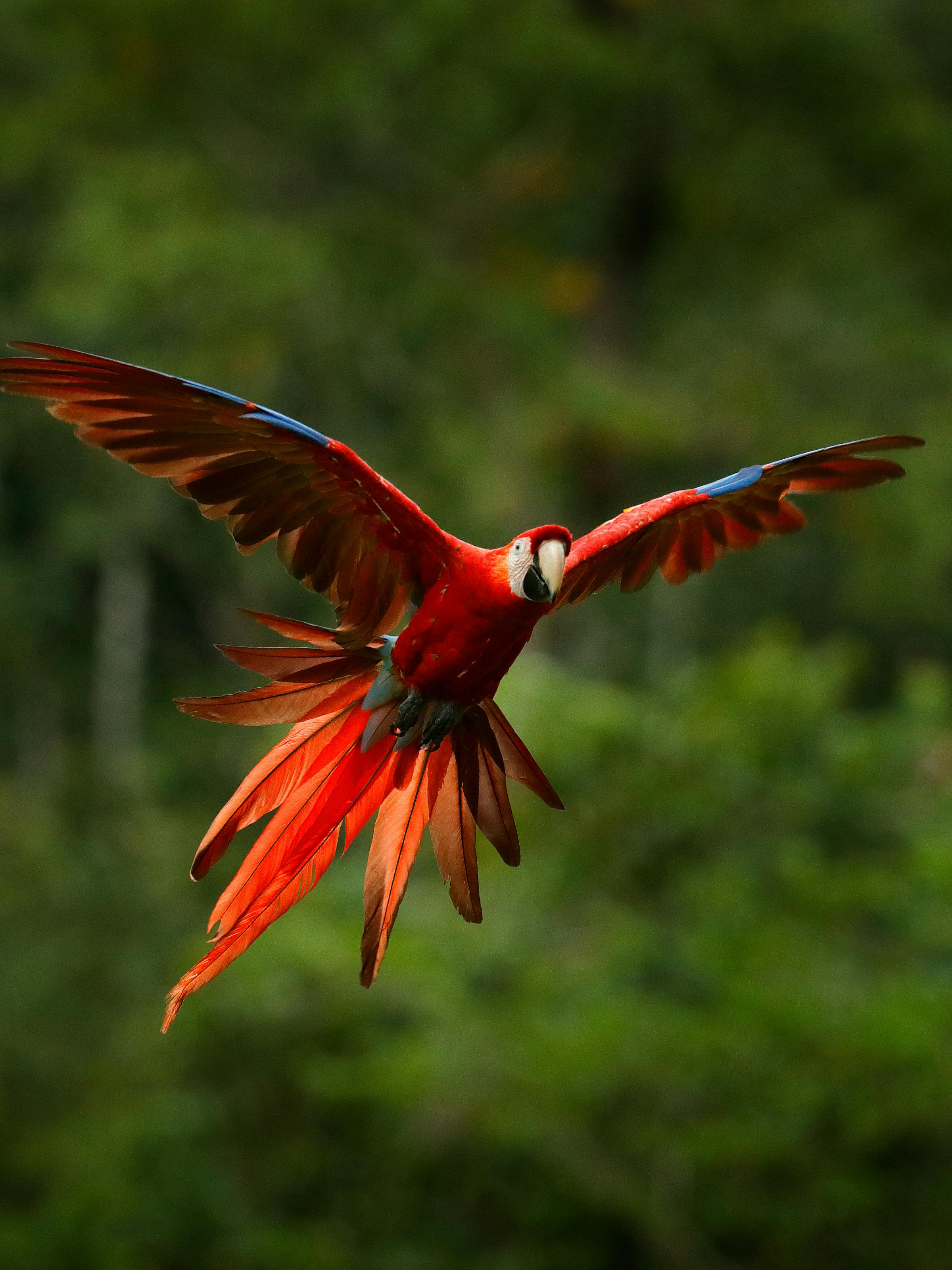 Red macaw flies with wings spread wide, showing bright scarlet feathers and long tail against a blurred green forest.
