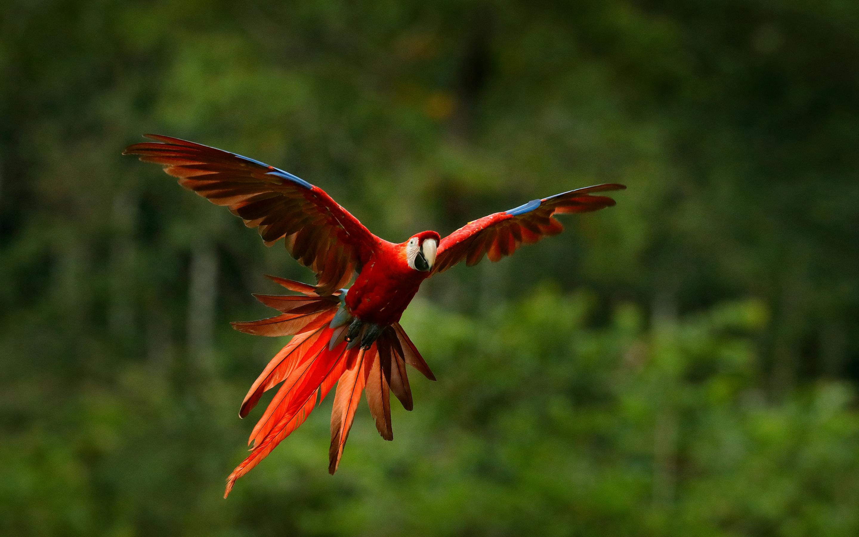 Red macaw flies with wings spread wide, showing bright scarlet feathers and long tail against a blurred green forest.