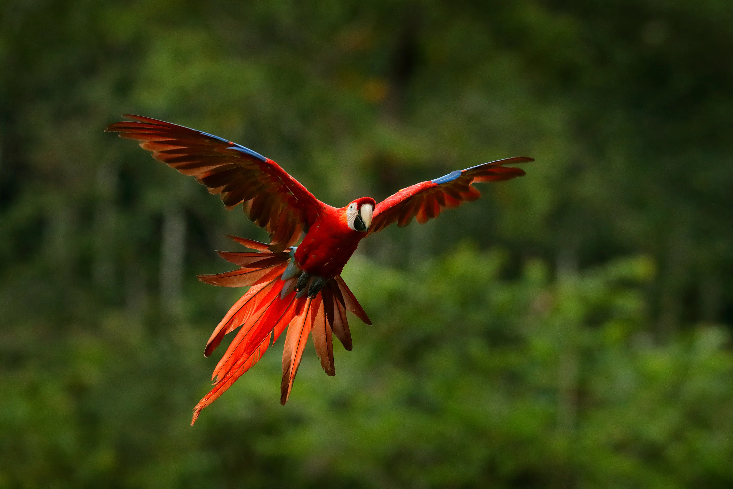 Red macaw flies with wings spread wide, showing bright scarlet feathers and long tail against a blurred green forest.