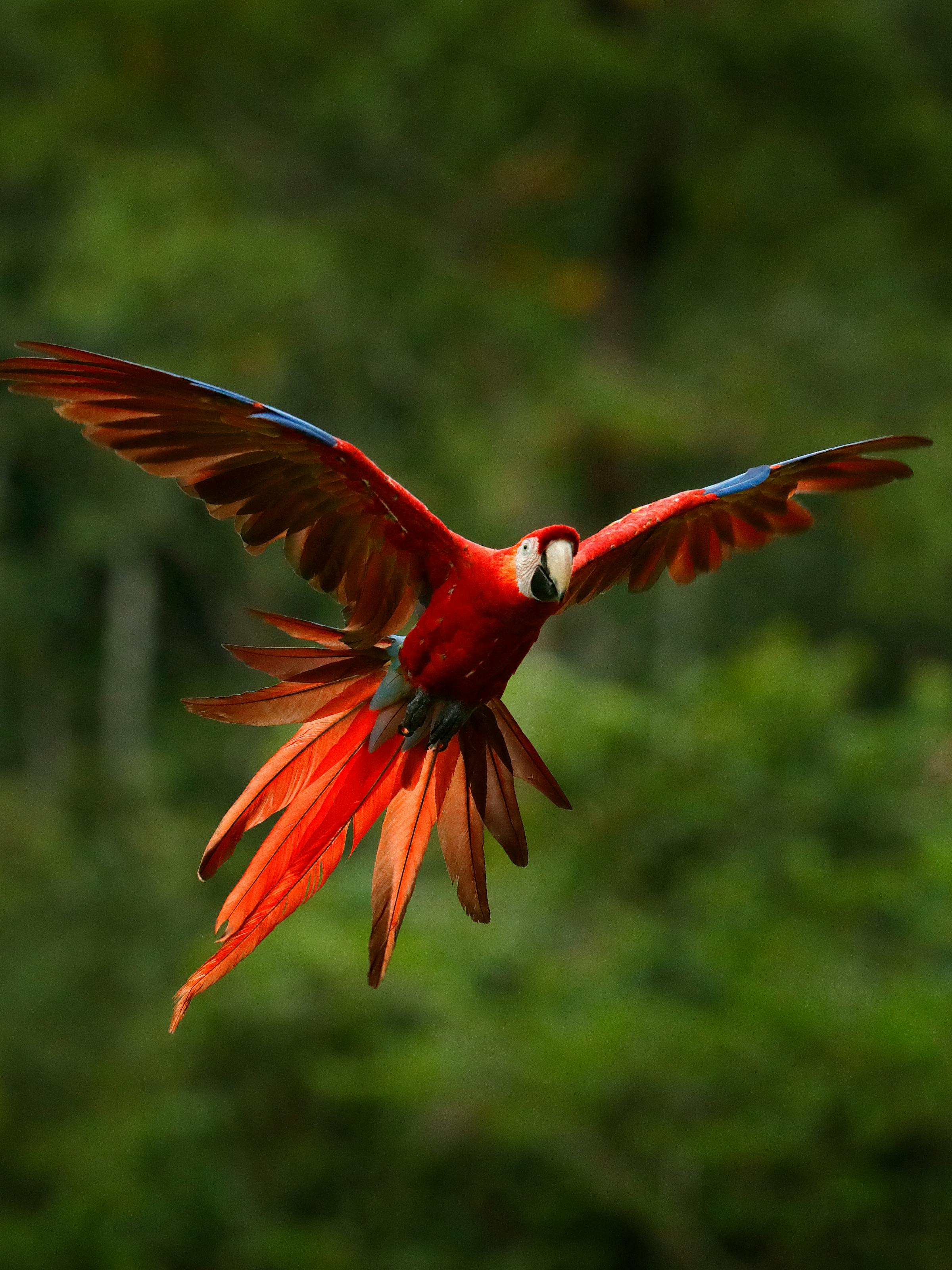 Red macaw flies with wings spread wide, showing bright scarlet feathers and long tail against a blurred green forest.