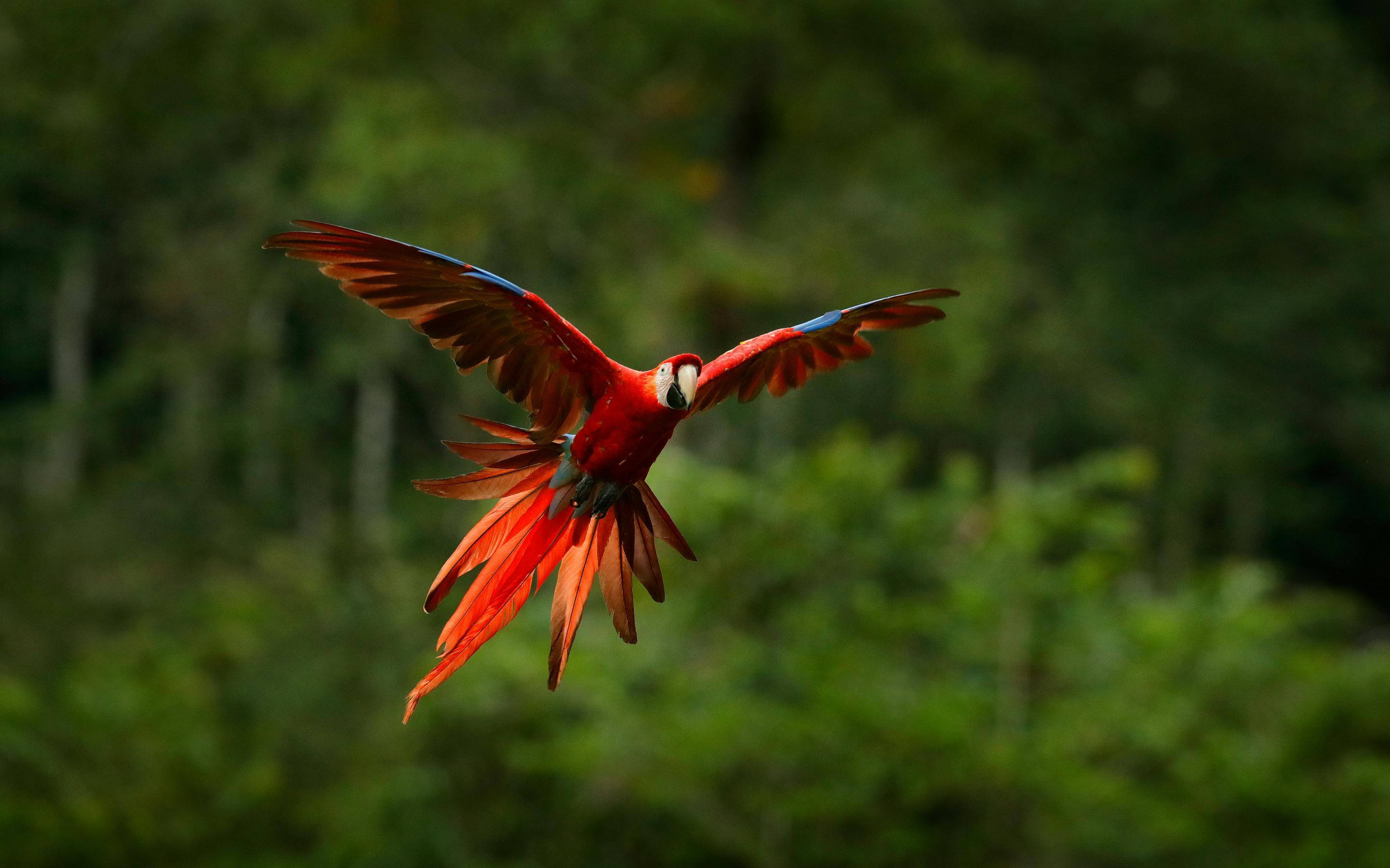 Red macaw flies with wings spread wide, showing bright scarlet feathers and long tail against a blurred green forest.