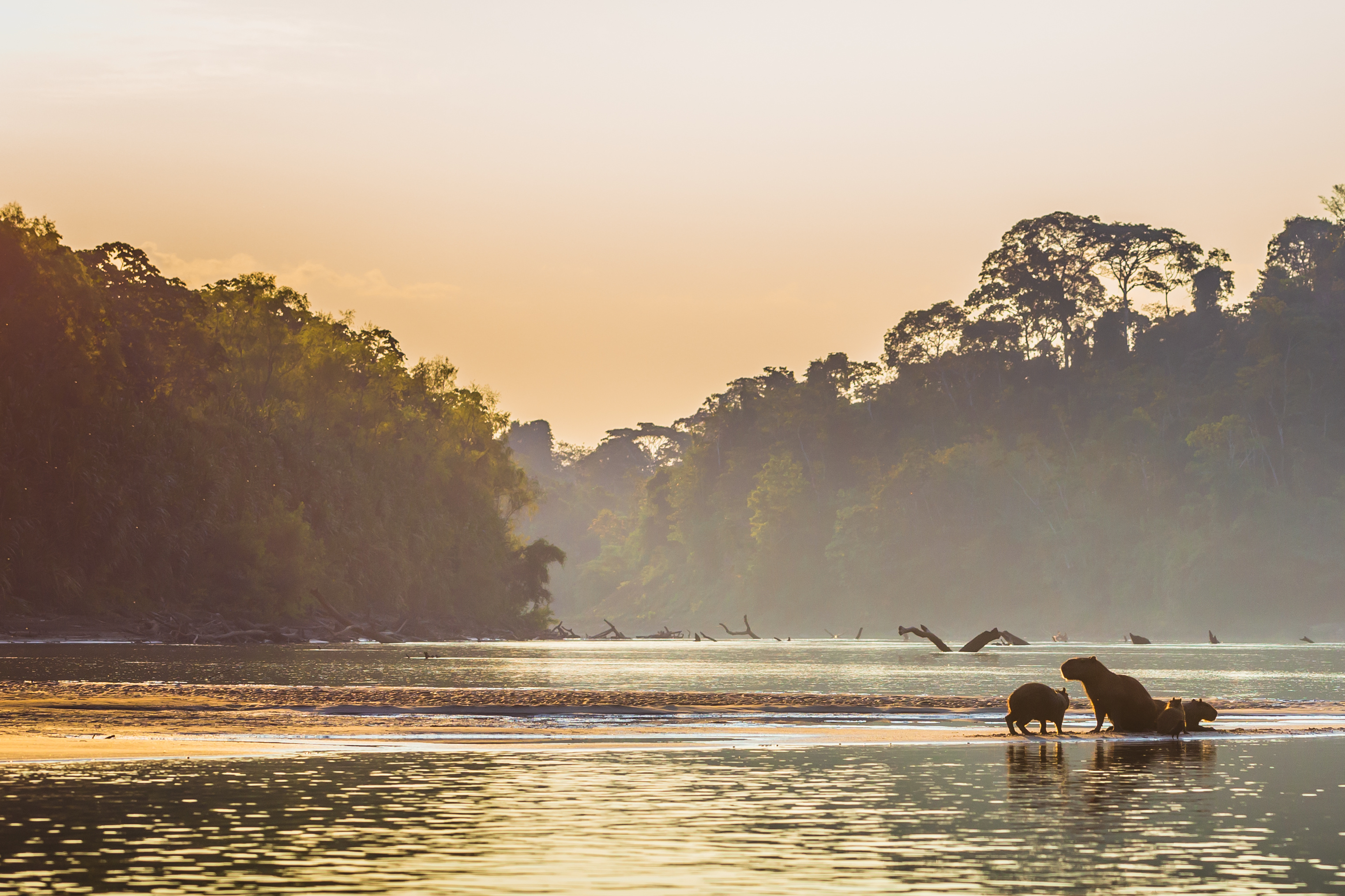 Capybara walk across a misty river at sunrise, framed by rainforest silhouettes and warm light.