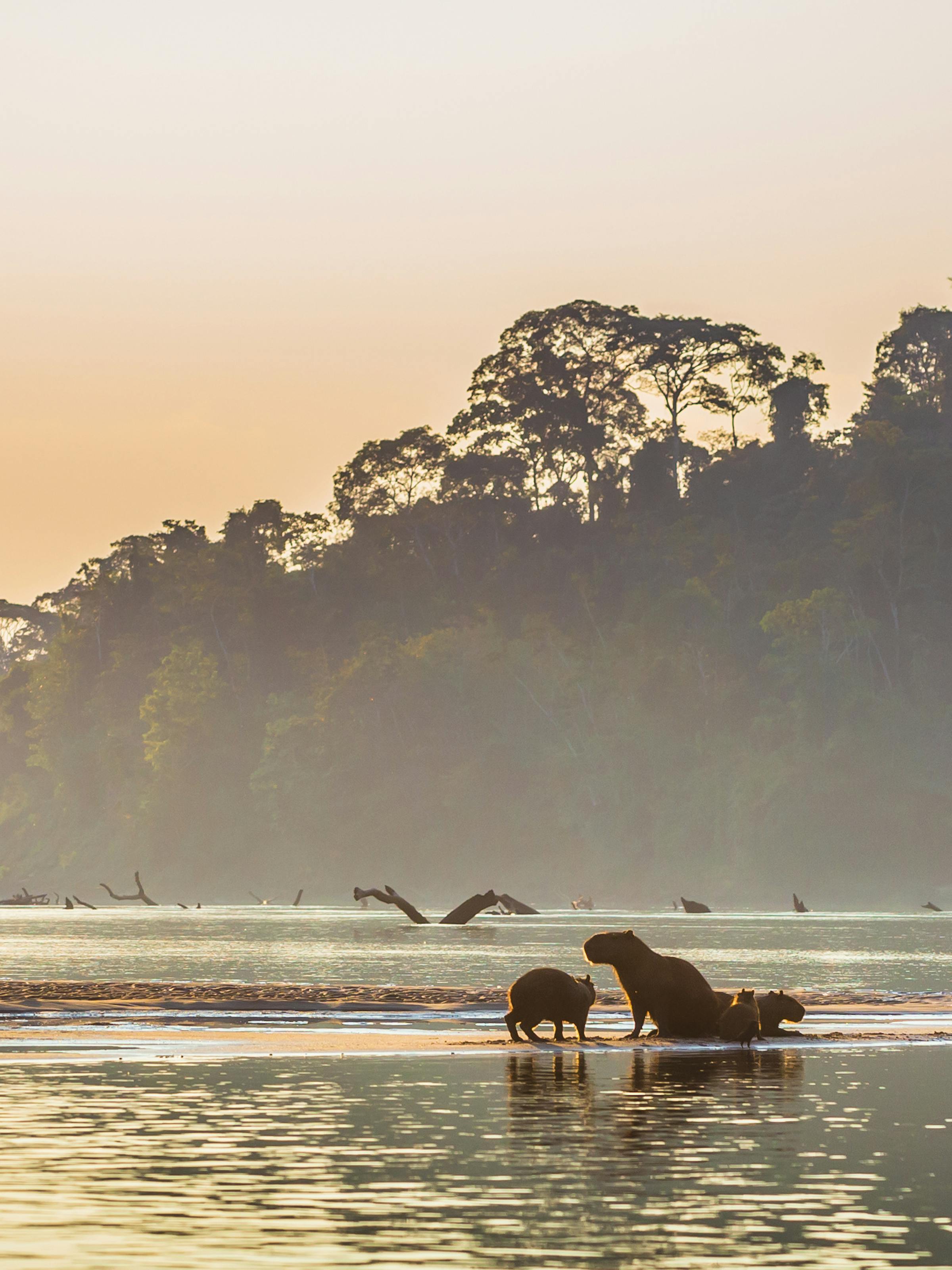 Capybara walk across a misty river at sunrise, framed by rainforest silhouettes and warm light.