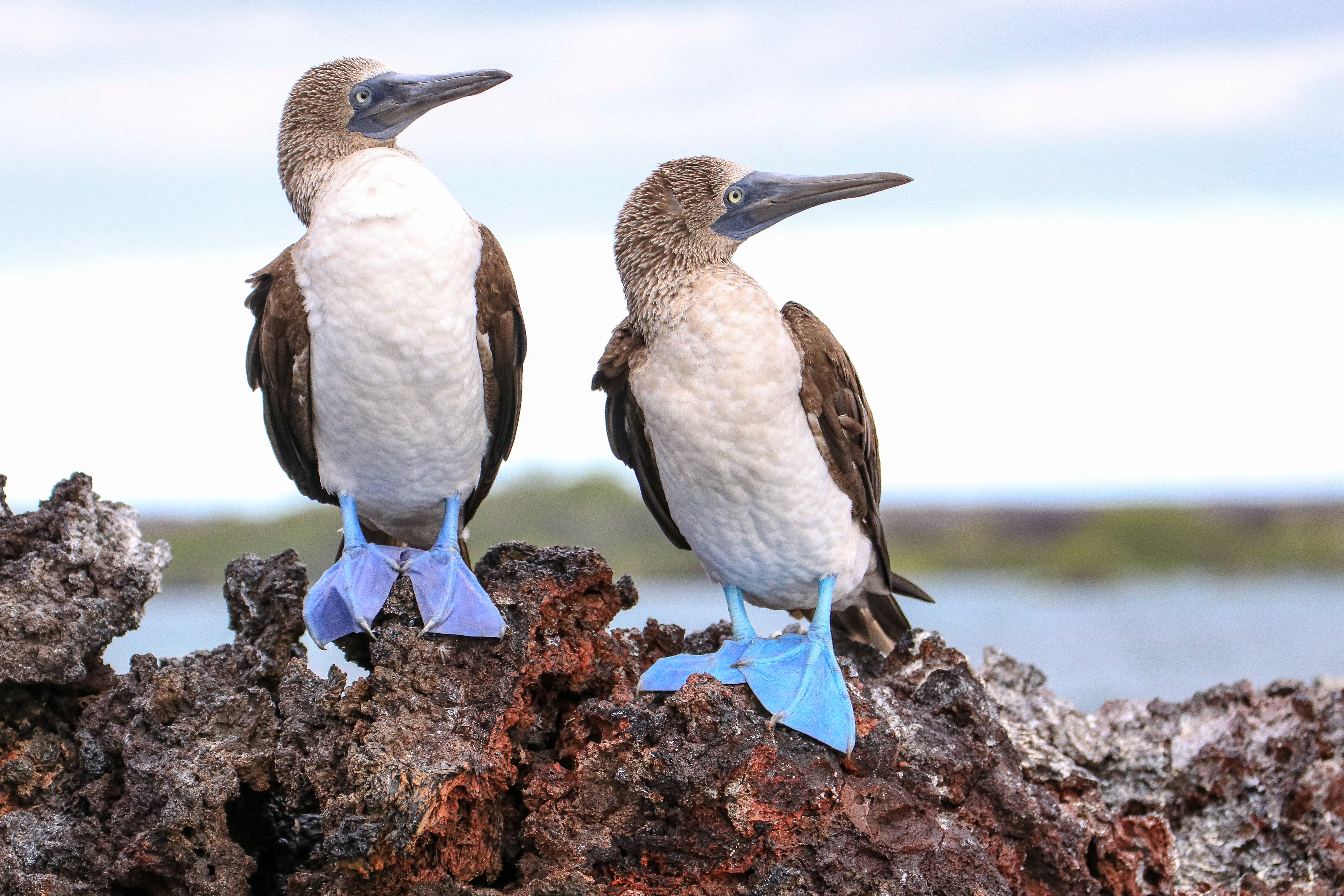 Two blue-footed boobies stand on a lava rock ledge, preening and calling in soft light beside shallow water.
