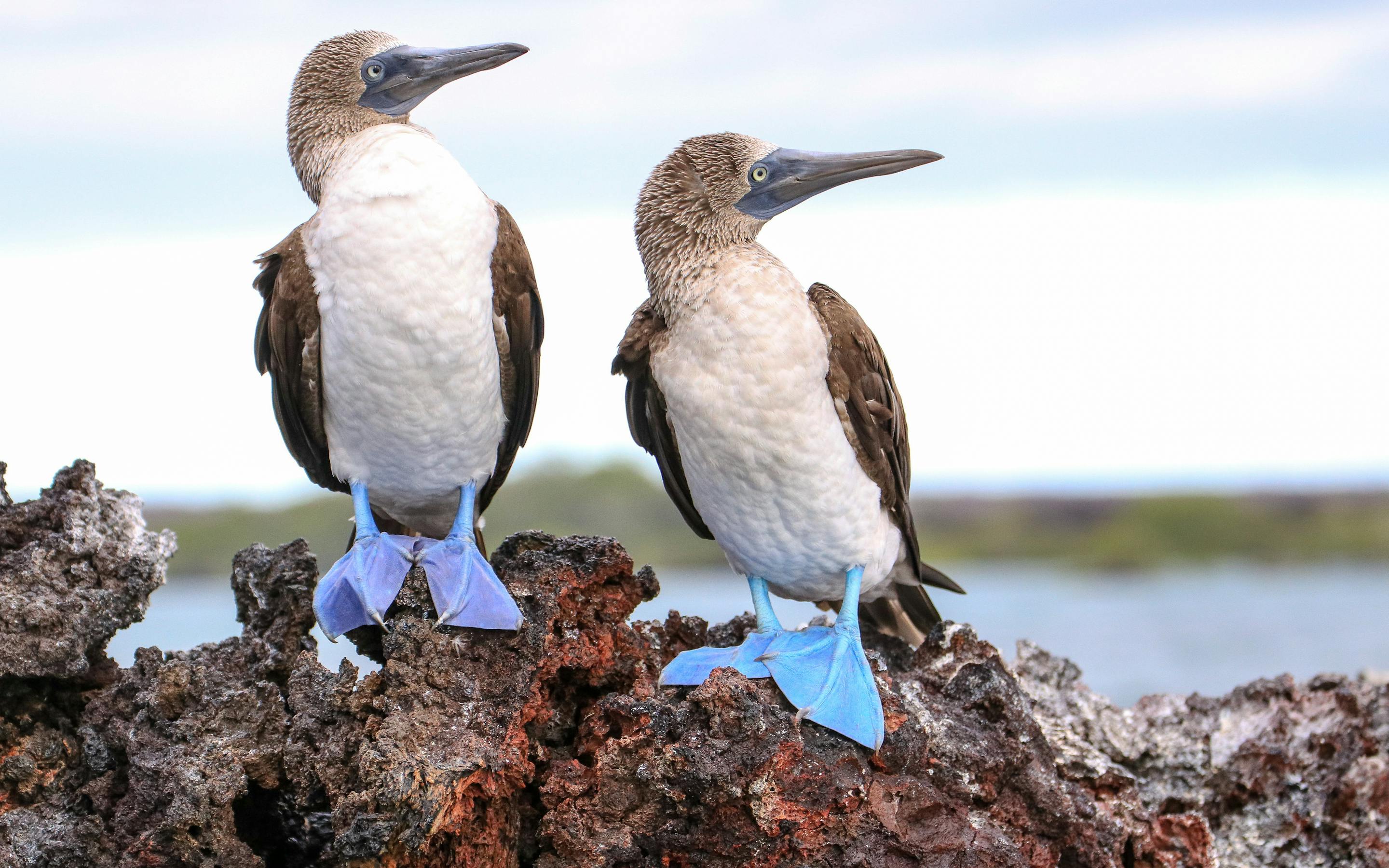 Two blue-footed boobies stand on a lava rock ledge, preening and calling in soft light beside shallow water.