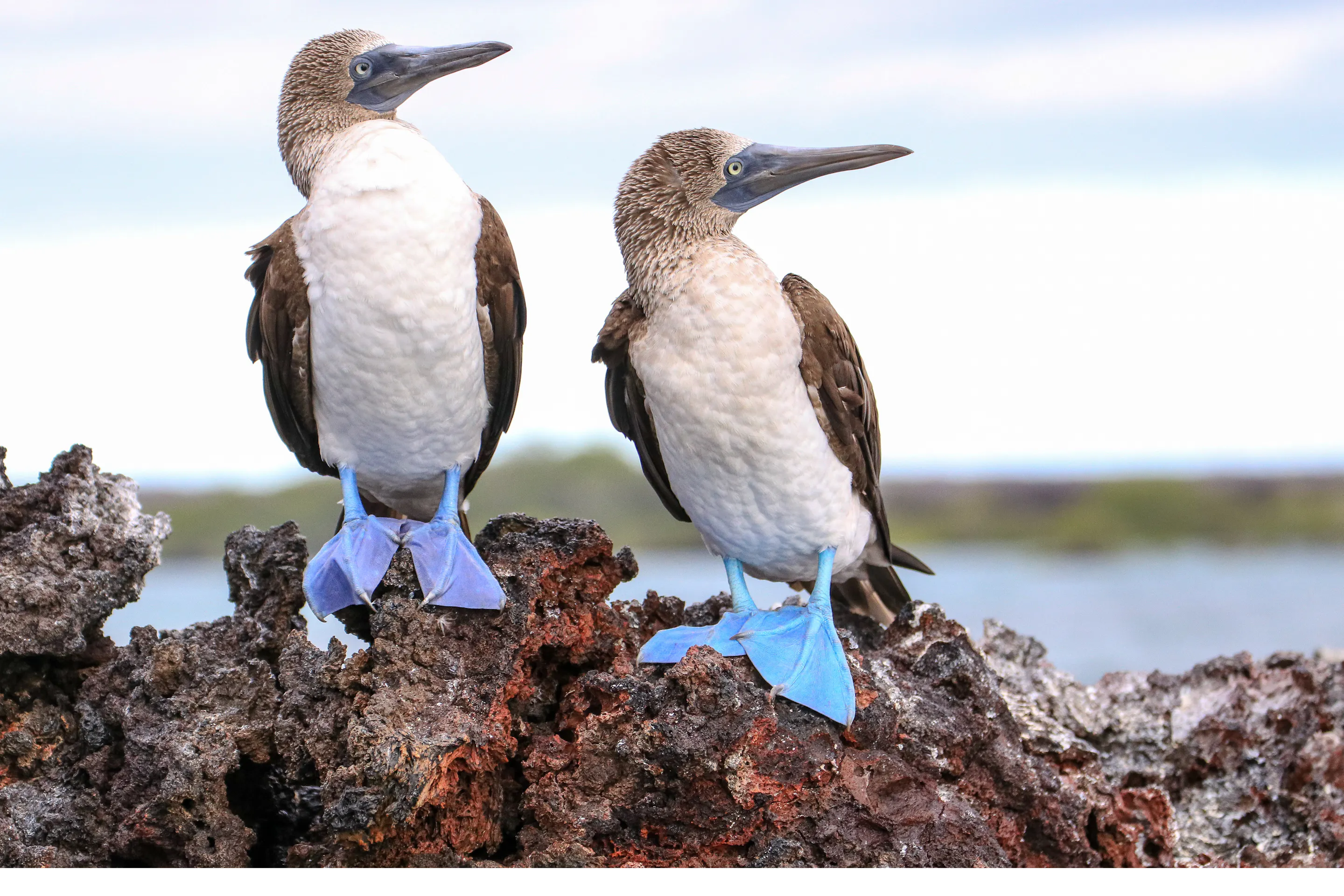 Two blue-footed boobies stand on a lava rock ledge, preening and calling in soft light beside shallow water.