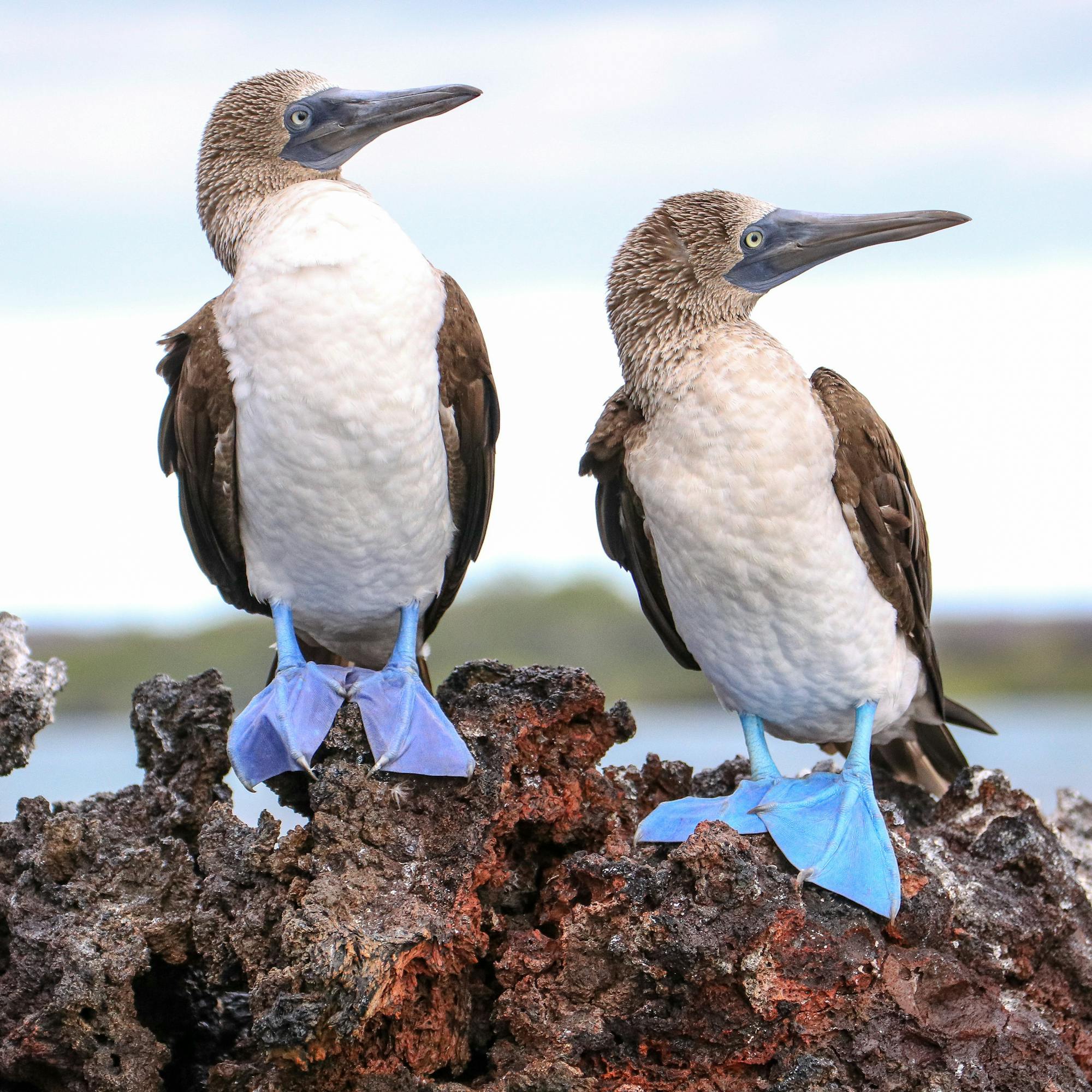 Two blue-footed boobies stand on a lava rock ledge, preening and calling in soft light beside shallow water.