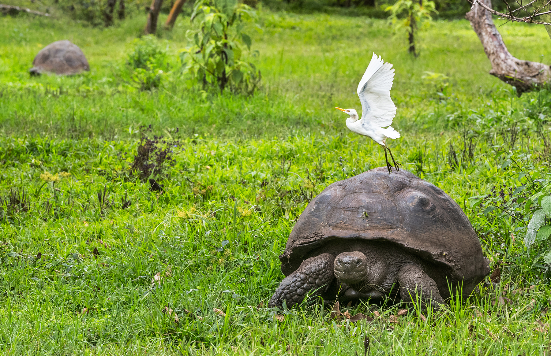 A giant tortoise walks across green grass as a white bird rides on its shell, with blurred shrubs behind.